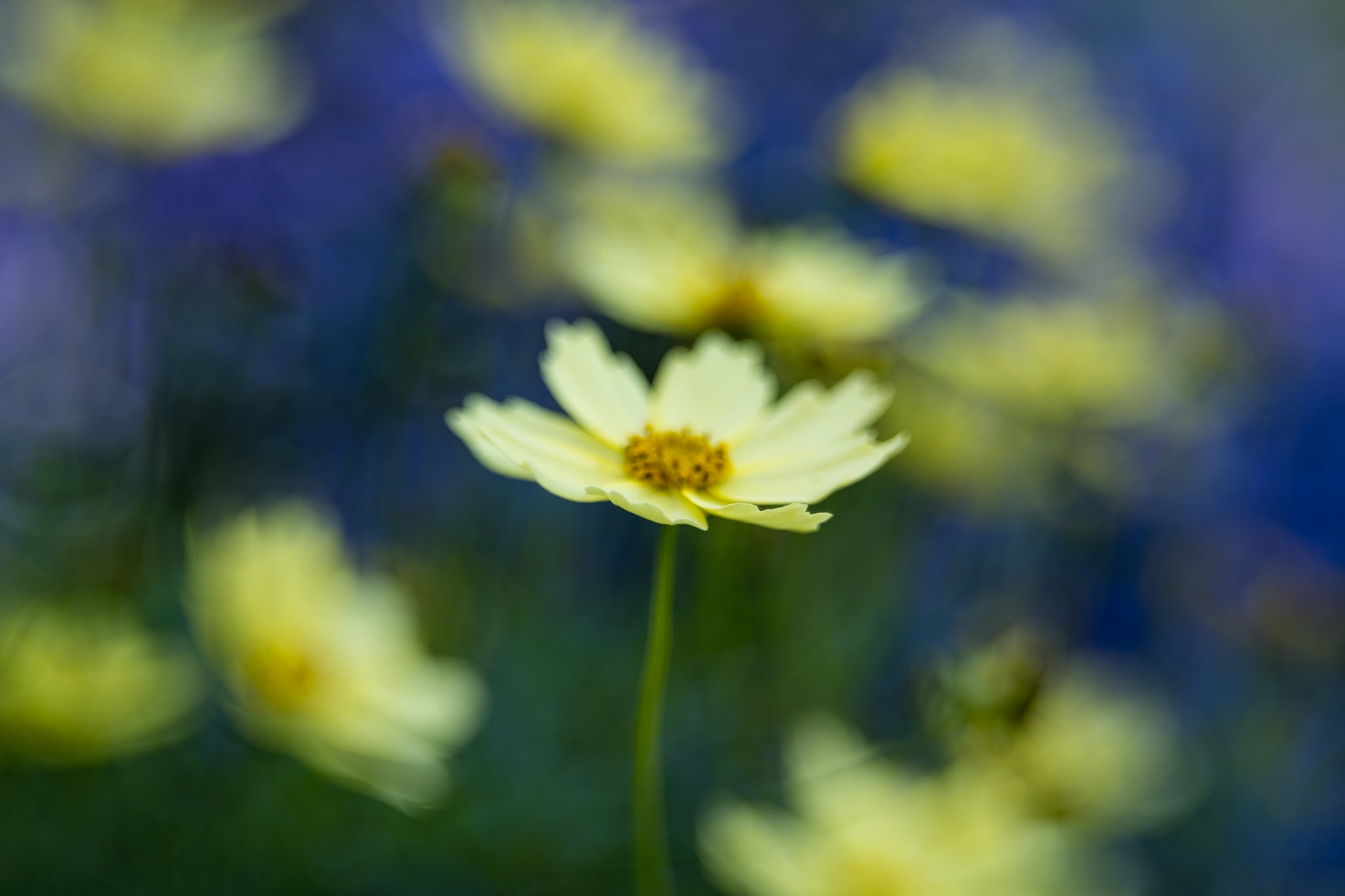 Longwood Gardens Flower Portraits