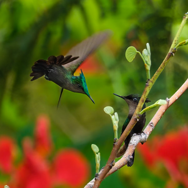 St. Lucia, Anse Chastenet, Antillean Crested Hummingbird