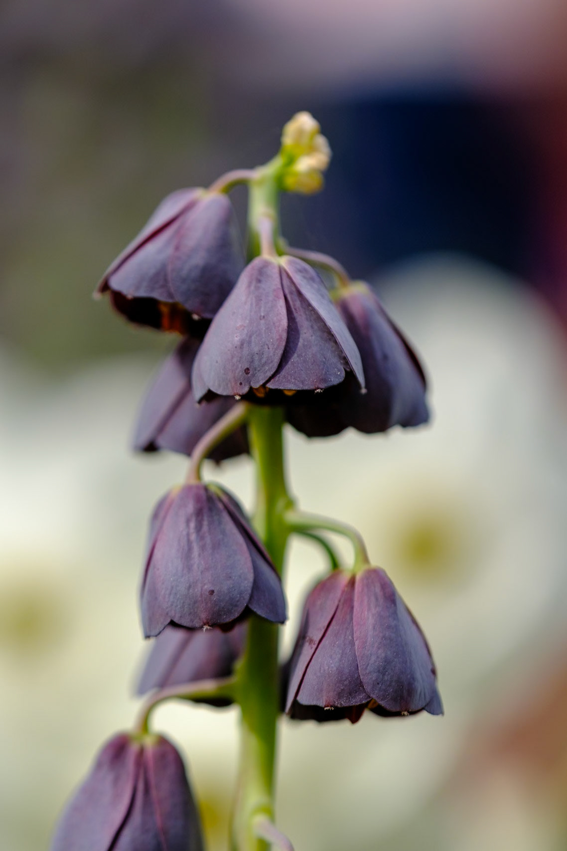 Spring Blooms at Longwood Gardens