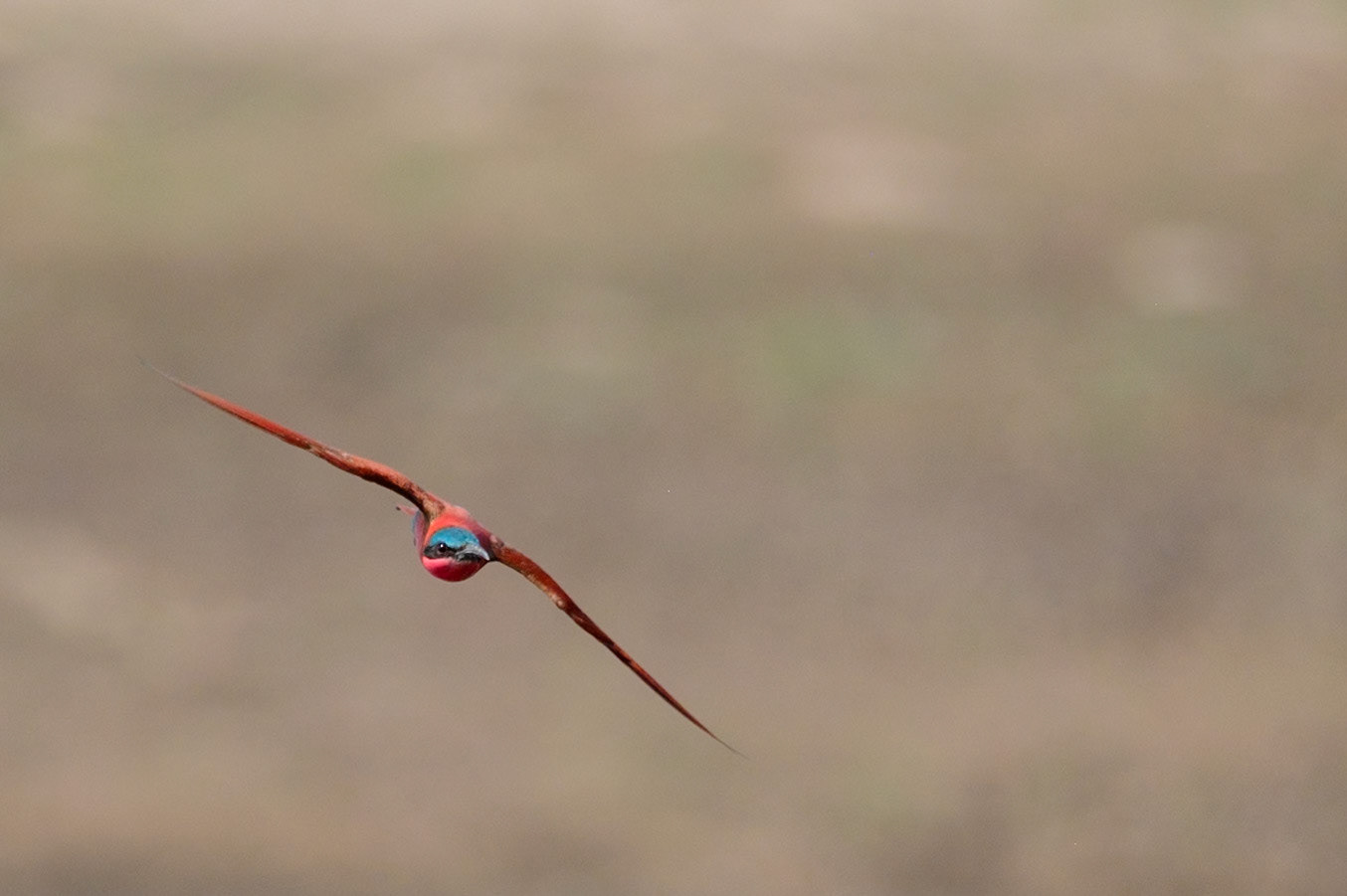Zambia 2025 - Mwamba Camp - 4th Game Drive - Return to the Carmine Bee-eater Hide