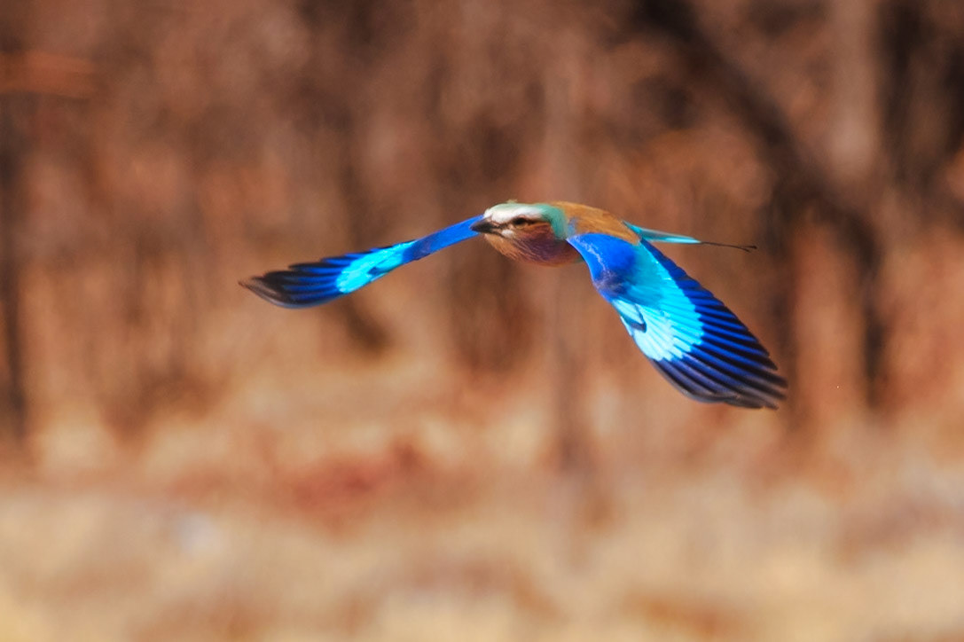 Botswana - Sable Alley Camp - Morning Game Drive - Lilac-breasted Roller