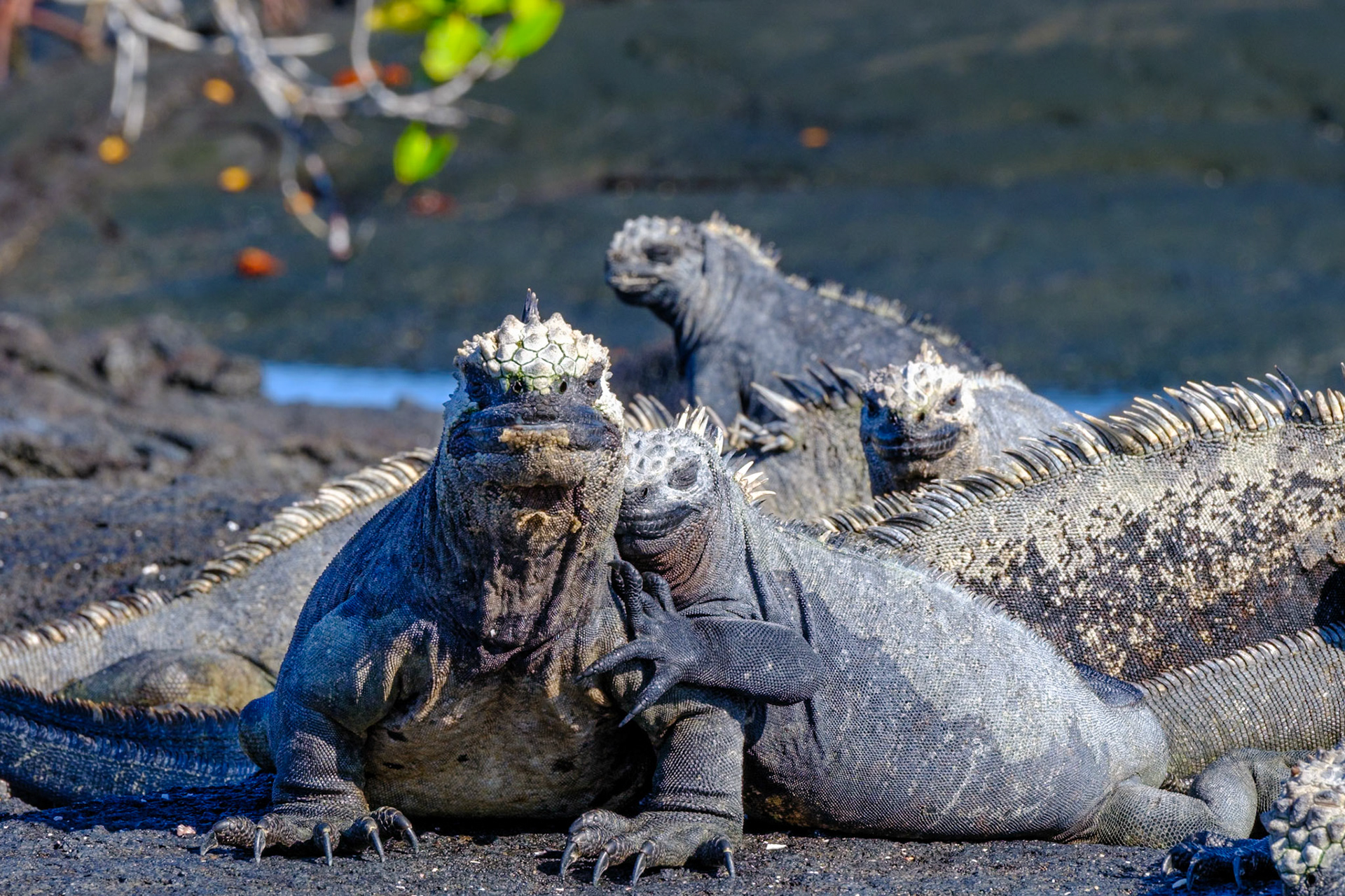 Galapagos Islands - Fernandina Island - Espinosa Point, Marine Iguanas