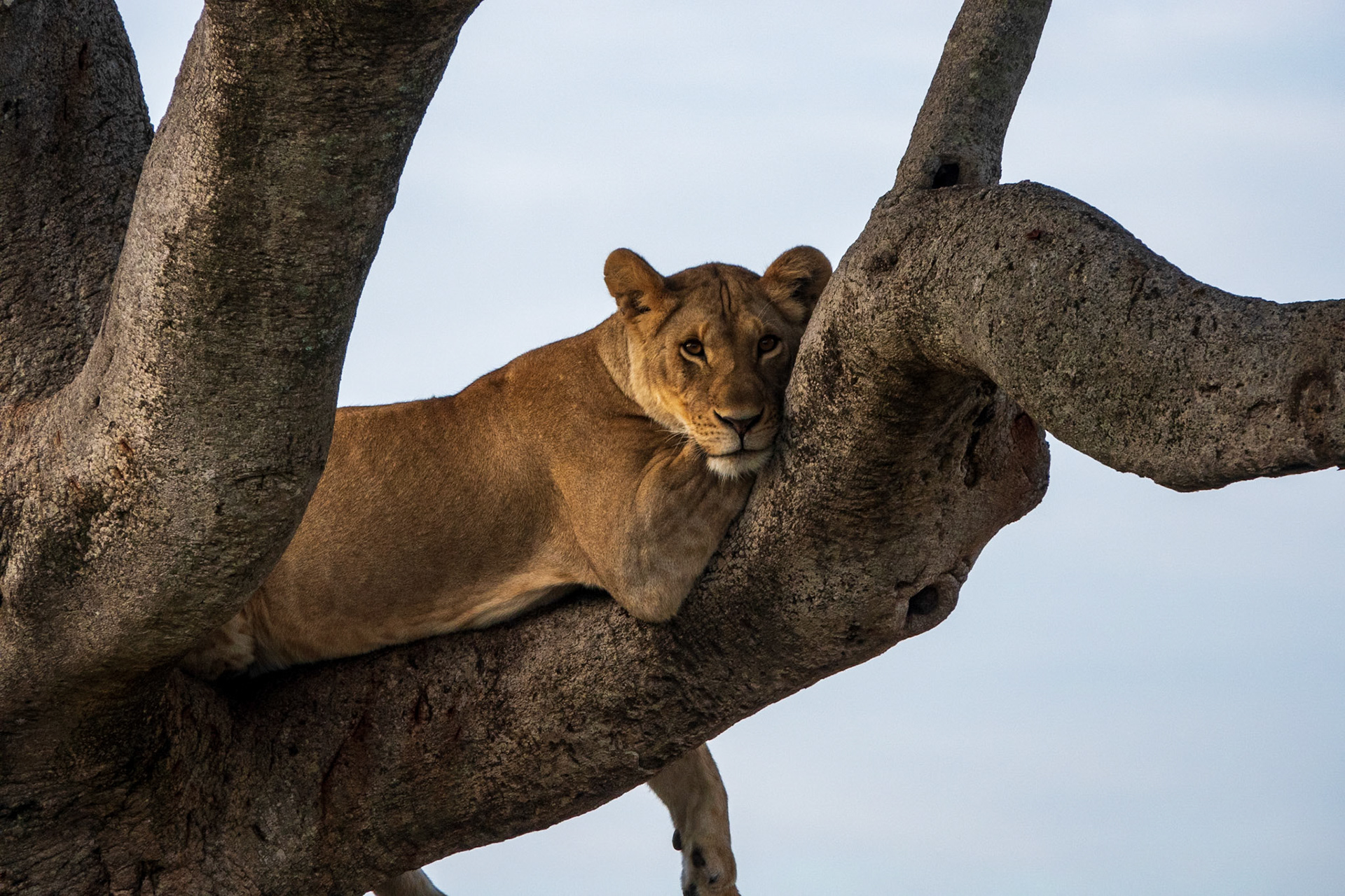 Tanzania - Serengeti National Park