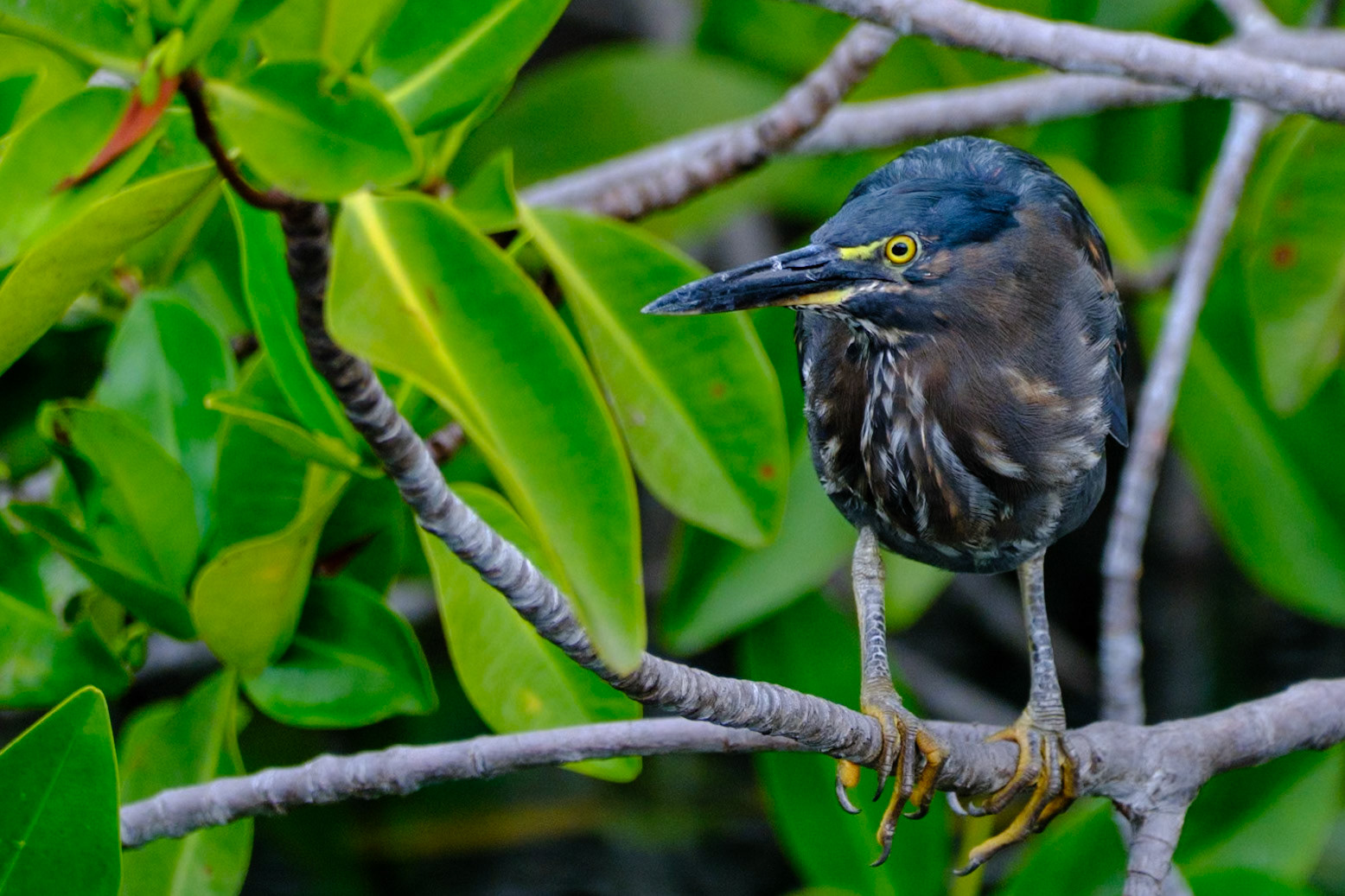 Galapagos Islands - Isabella Island - Elizabeth Bay - Mangrove Forest - Striated Heron