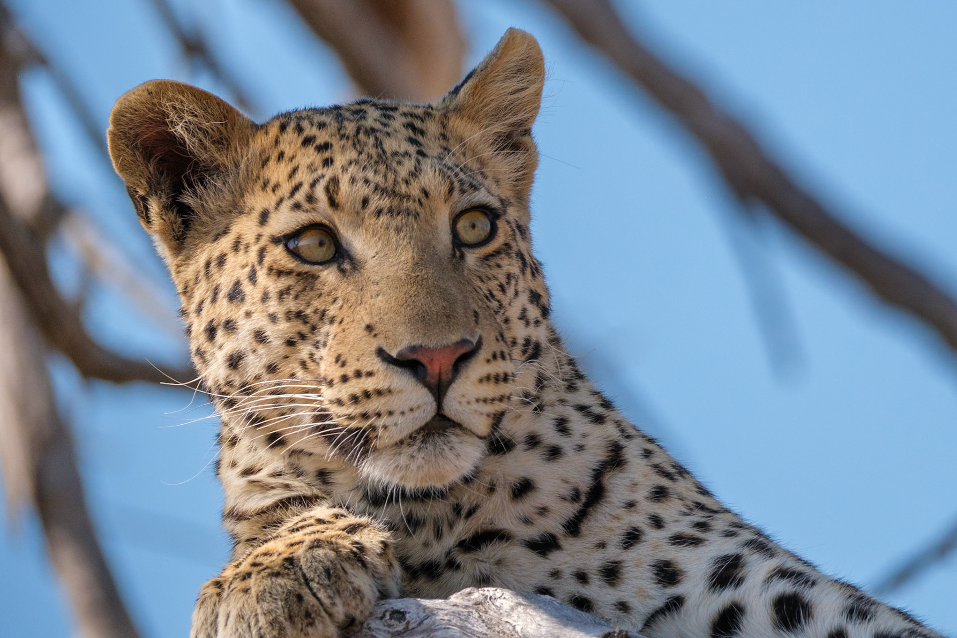 Botswana - Sable Alley Camp - Morning Game Drive - Young Leopard