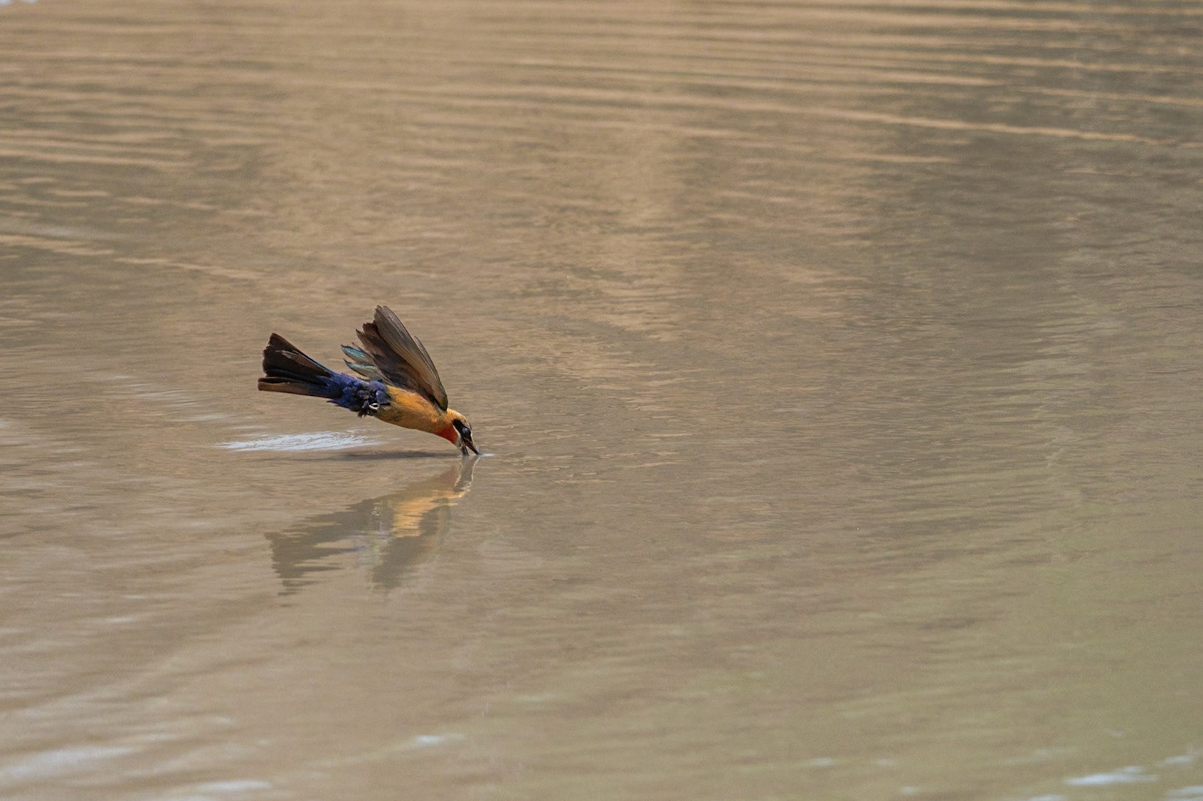 Zambia 2025 - Mwamba Camp - From the Hide at the Last Waterhole