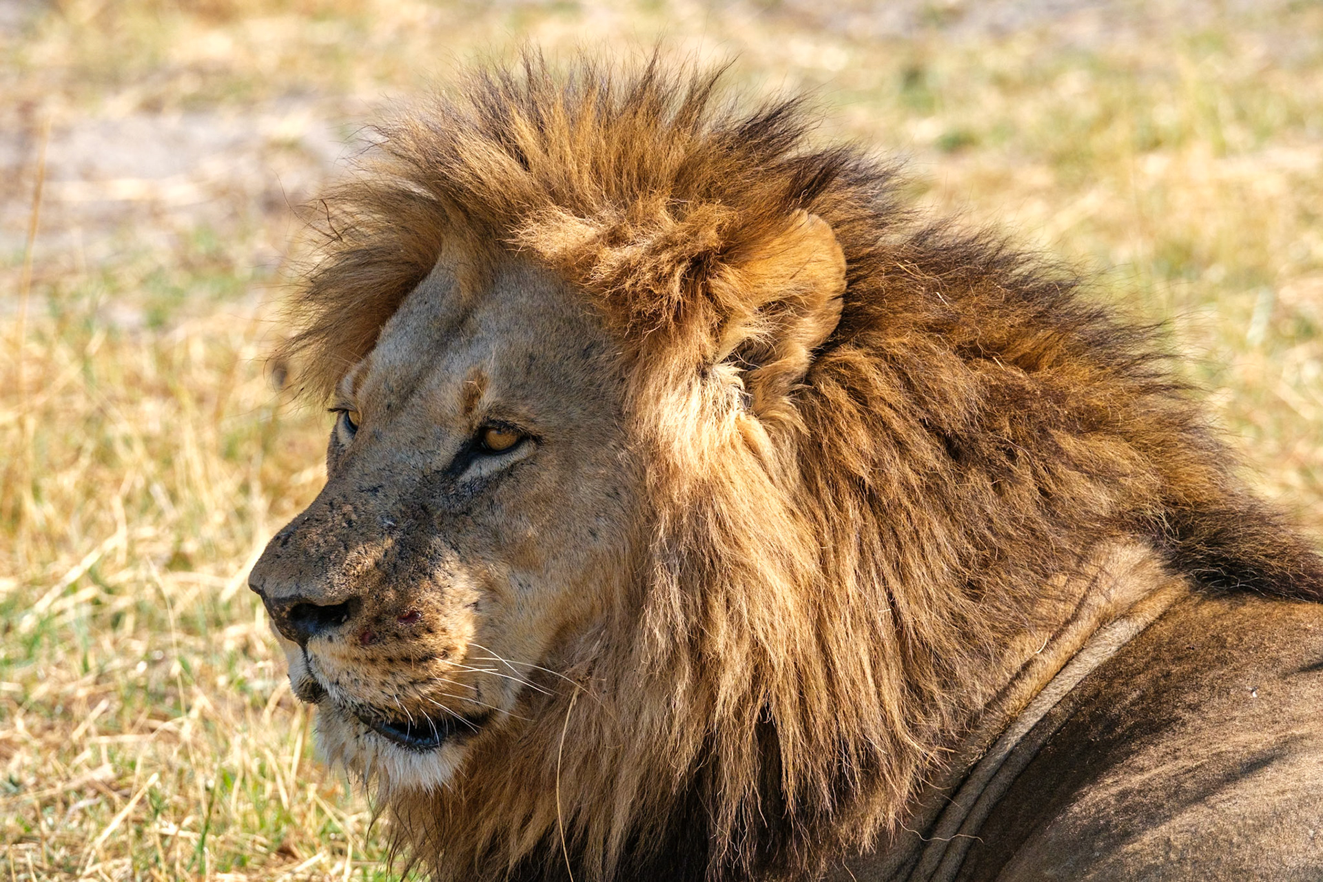 Botswana - Sable Alley Camp - Morning Game Drive - Lions loafing
