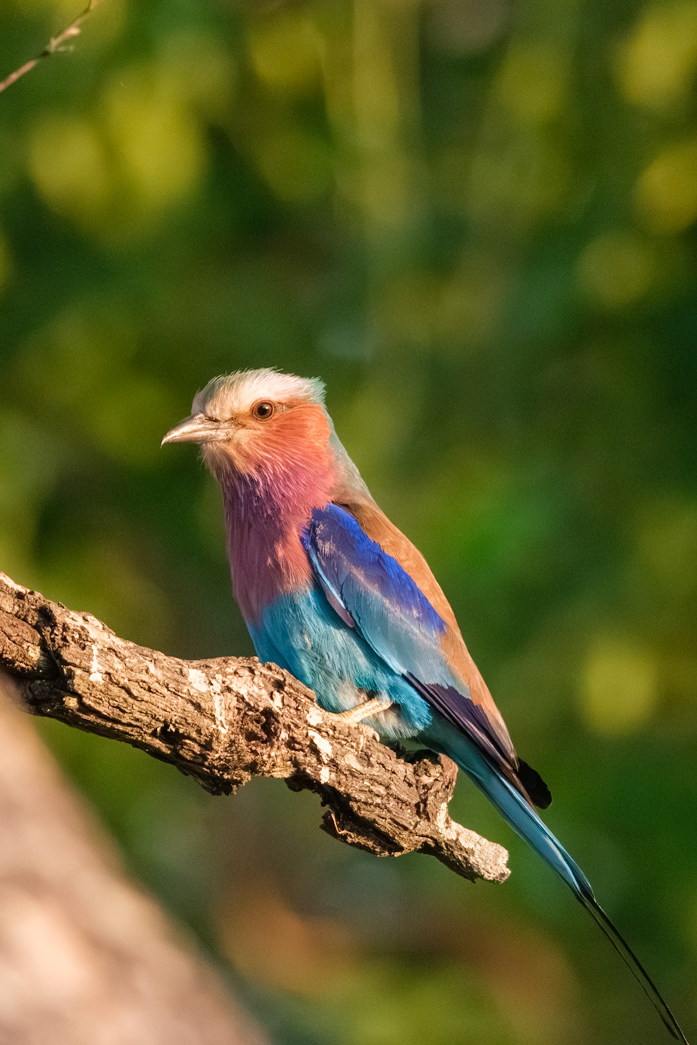Zambia 2025 - Mwamba Camp - 2nd Game Drive