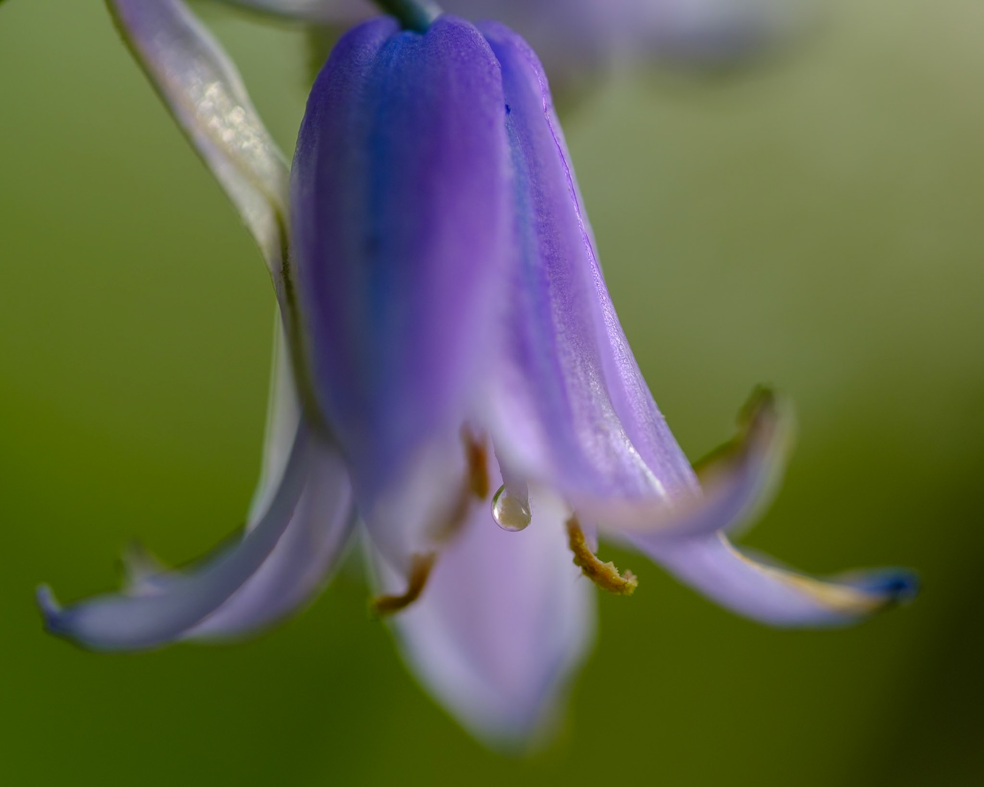 Flowers at Tyler Arboretum