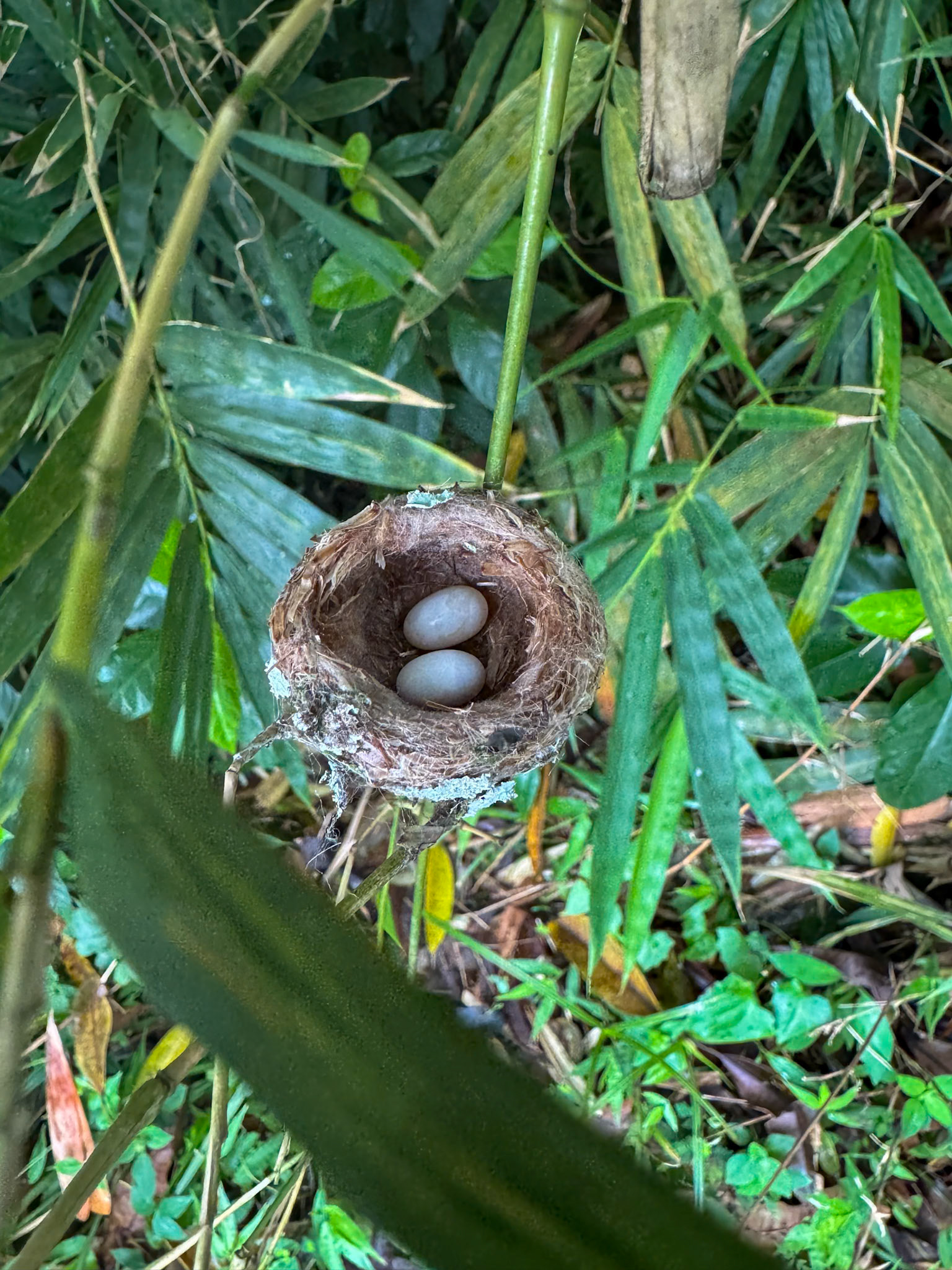 St. Lucia, Birdwalk, Crested Hummingbird nest