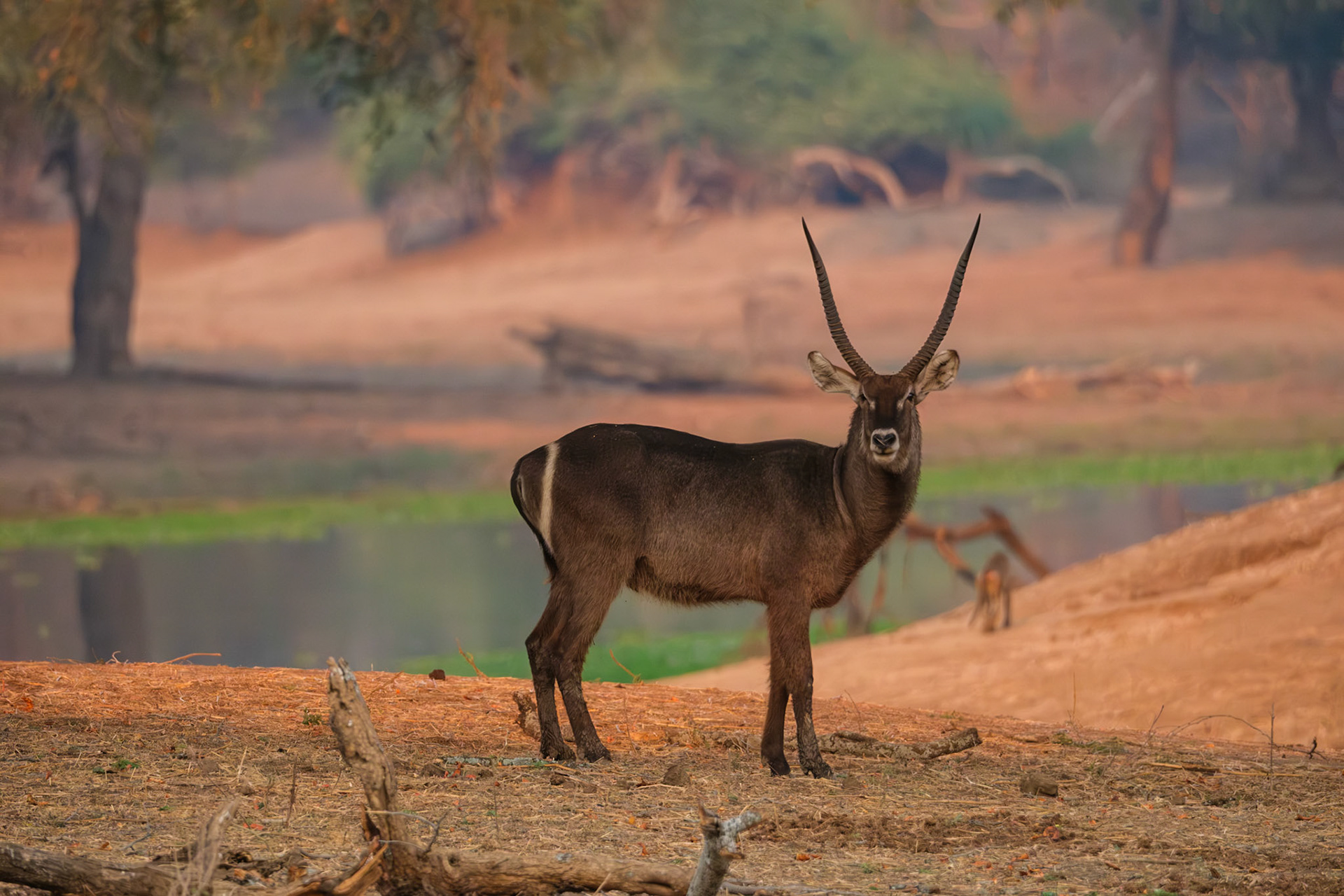 Zambia 2025 - Old Mondoro Camp - 2nd Game Drive
