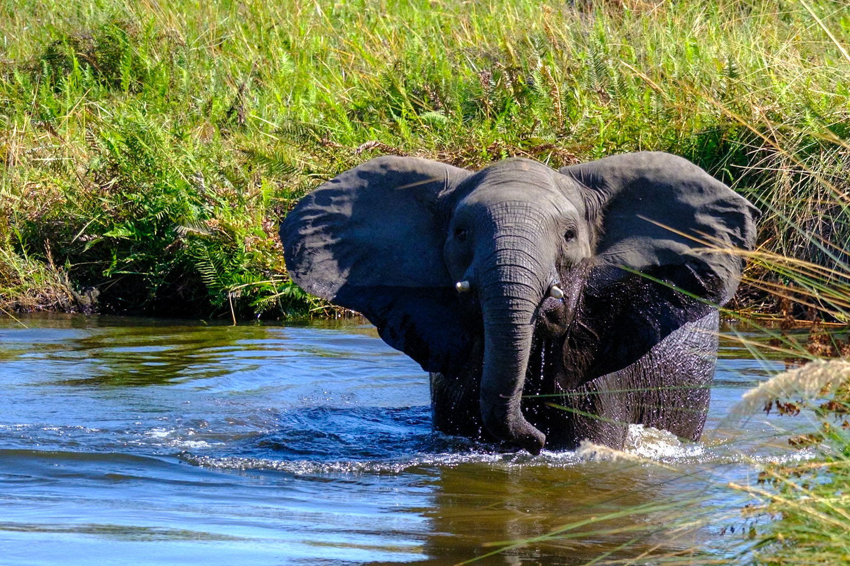Botswana - Kwara Camp - Morning Boat Trip - Elephants in the channel