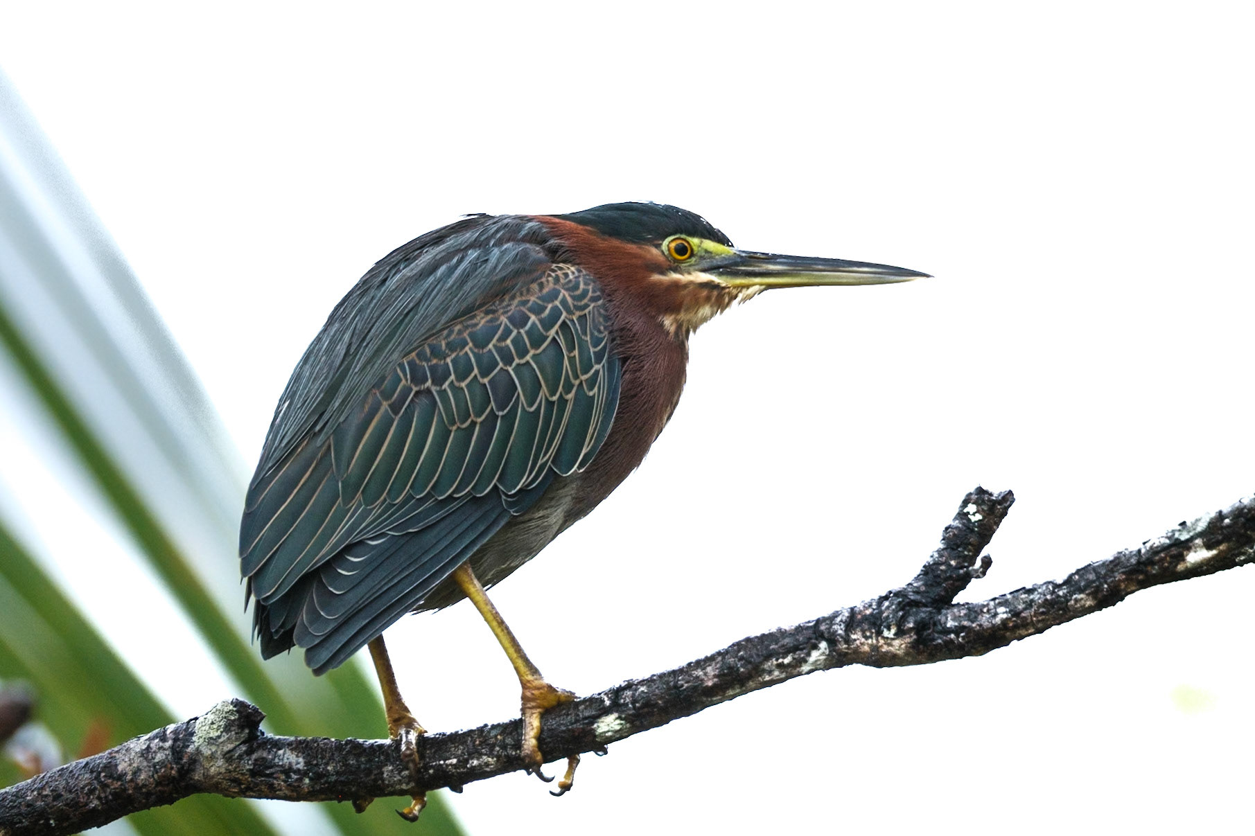 St. Lucia, Anse Chastenet, Green Heron