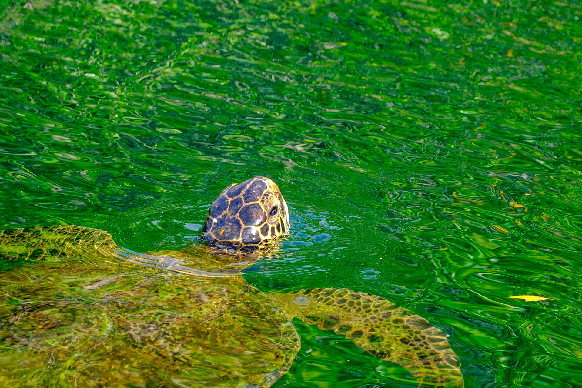 Galapagos Islands - Isabella Island - Elizabeth Bay - Mangrove Forest - Striated Heron