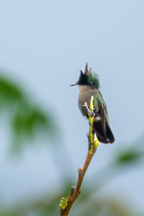 St. Lucia, Anse Chastenet, Antillean Crested Hummingbird