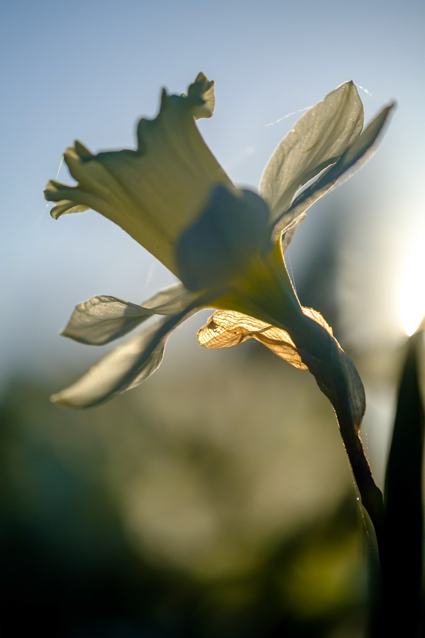 Longwood Gardens - Spring Tulips Photo Class