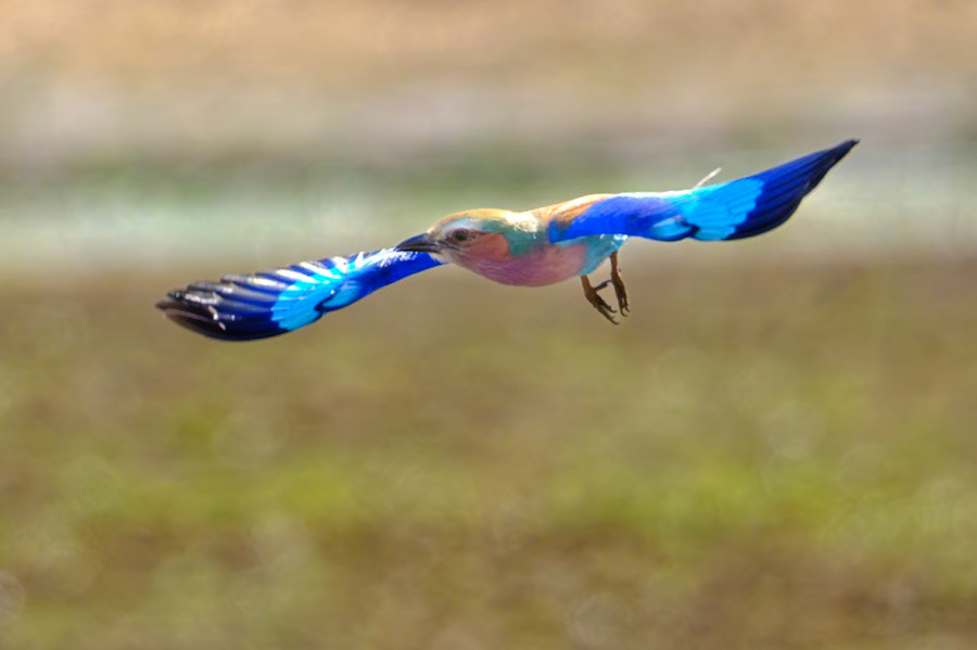 Botswana - Sable Alley Camp  - Lilac-breasted Roller