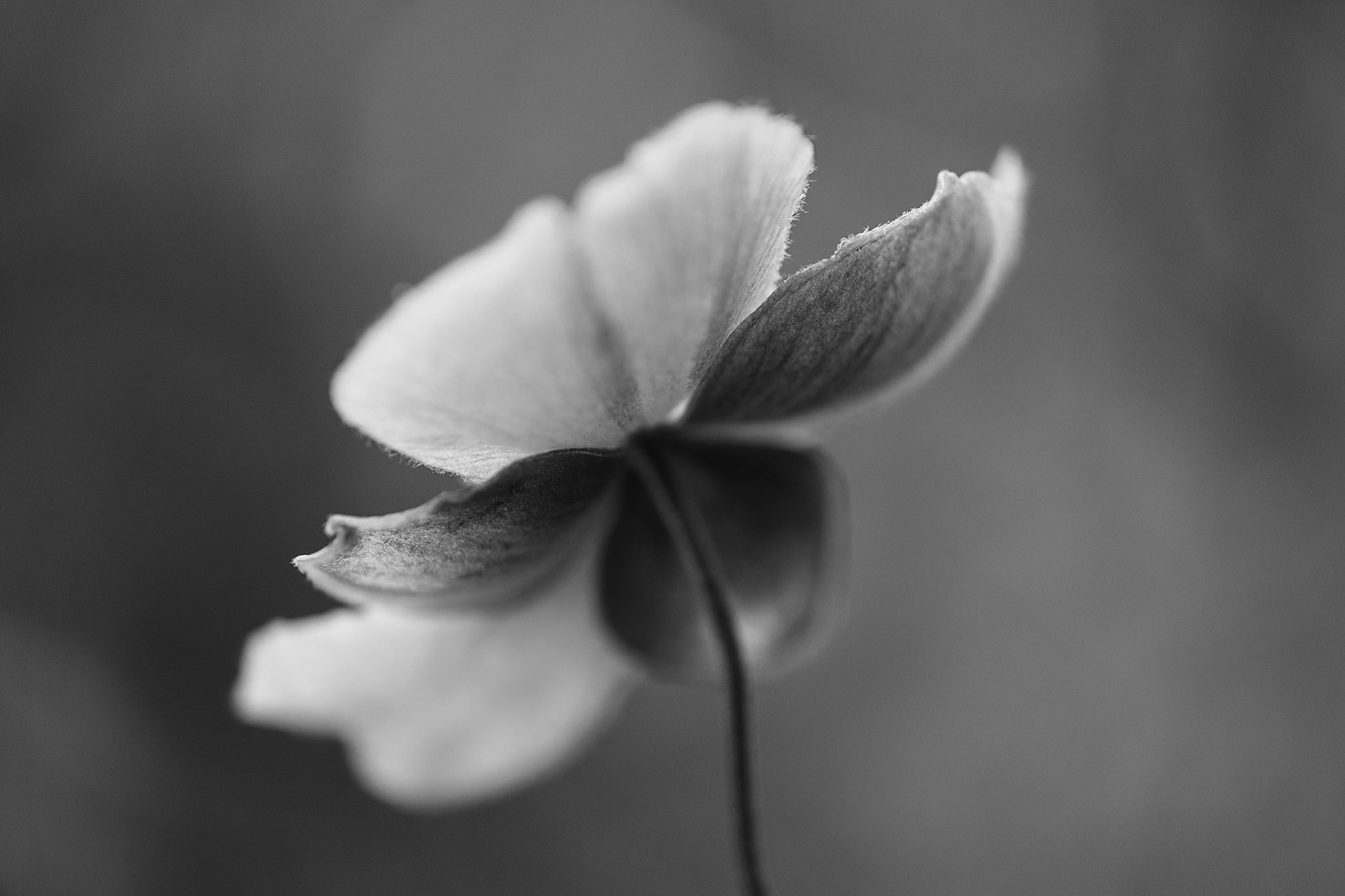 Chanticleer Garden Flower Portraits