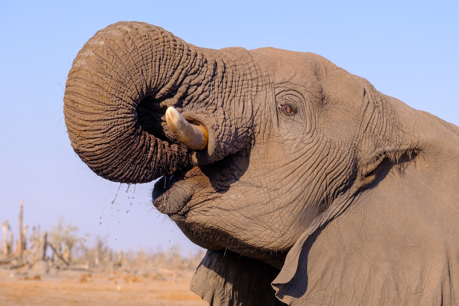 Botswana - Sable Alley Camp - Hyena Pan Photo Hide - Elephants