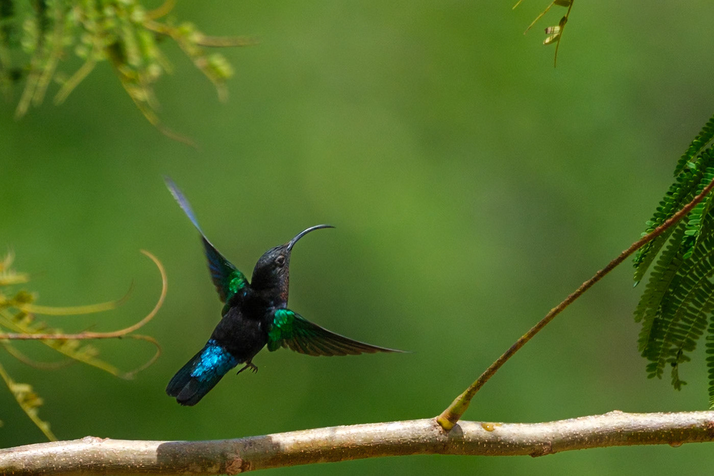 St. Lucia, Anse Chastenet, Purple-throated Carib Hummingbird
