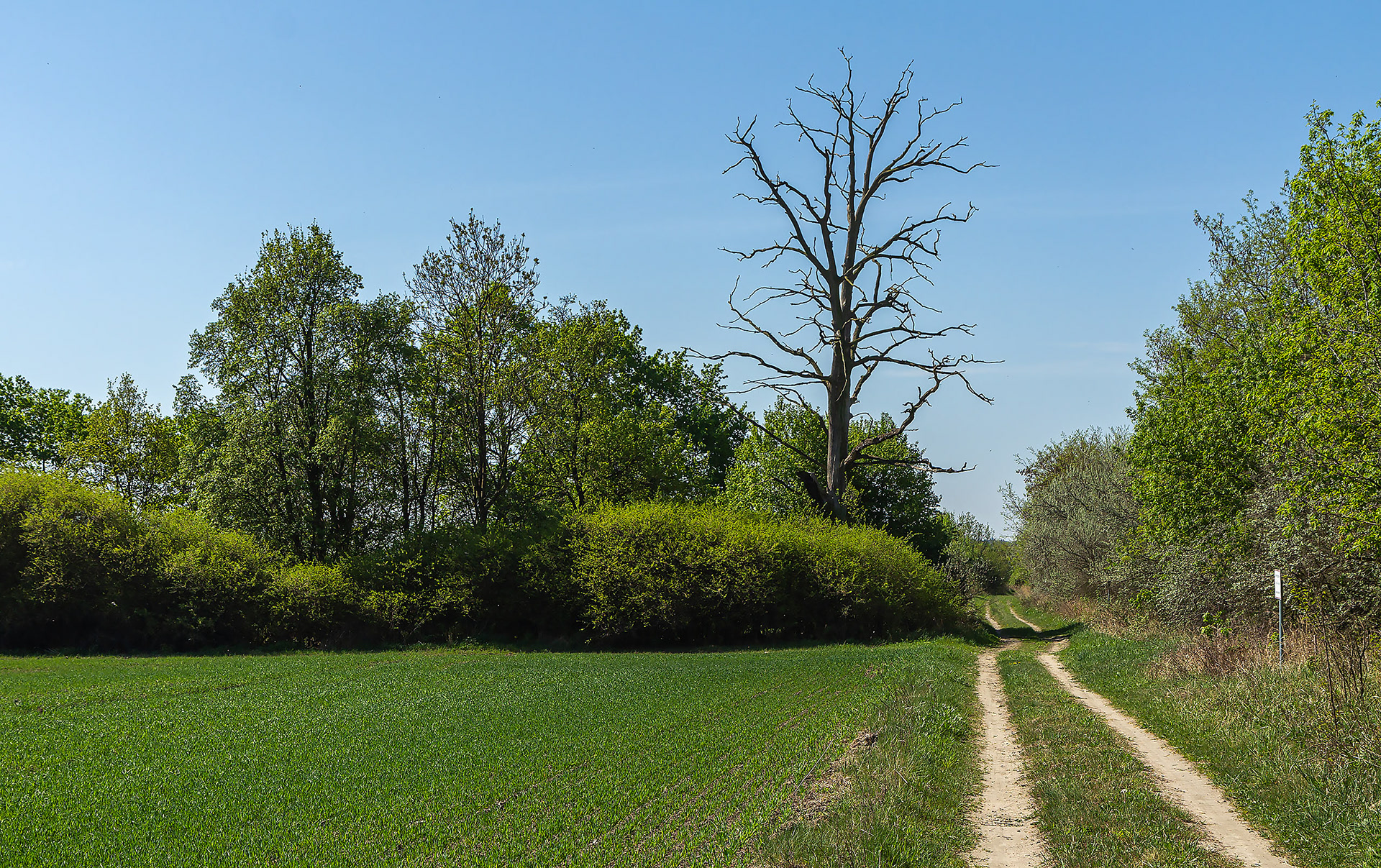 Feldweg nahe Mallenchen