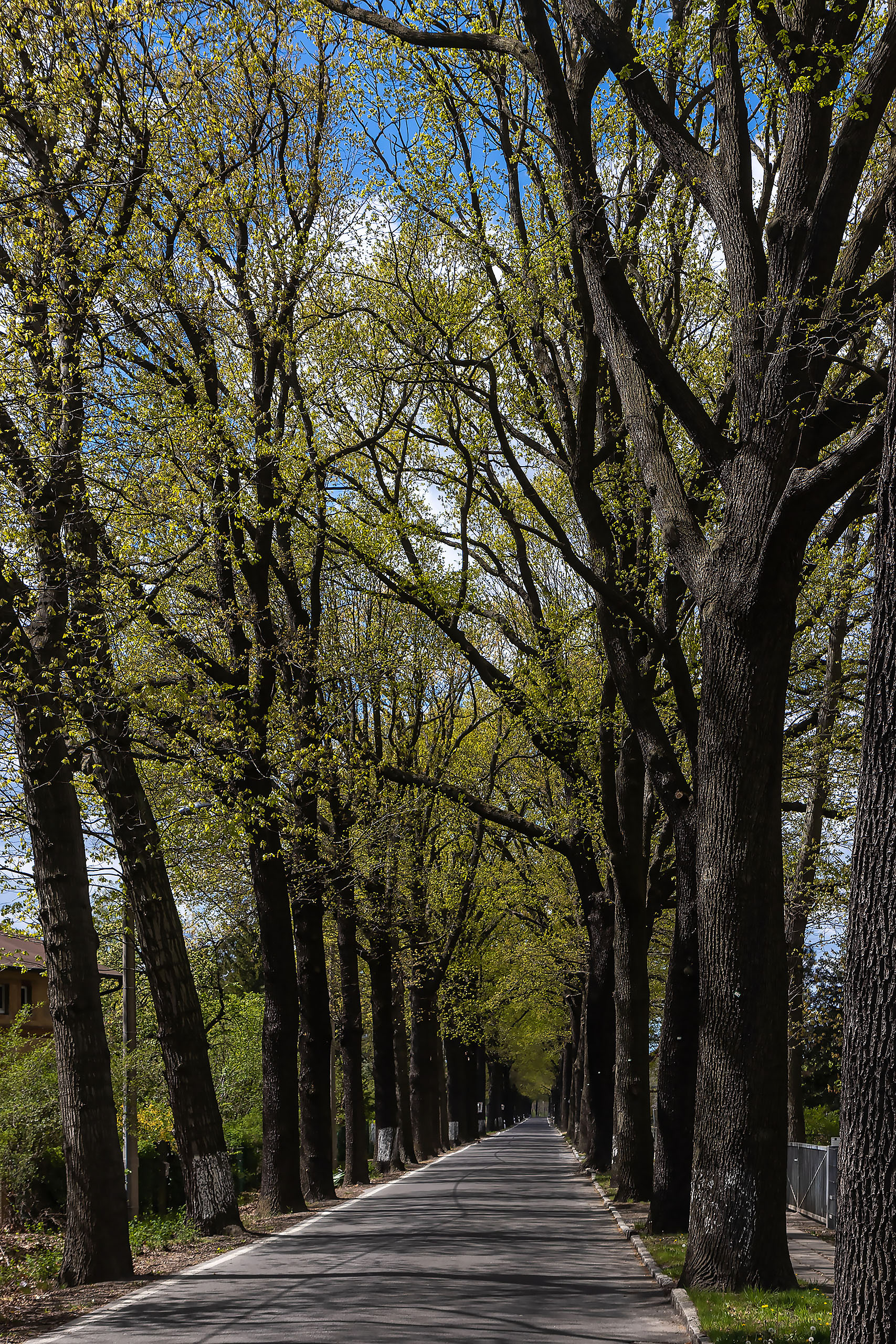 Avenue in Neupetershaun
