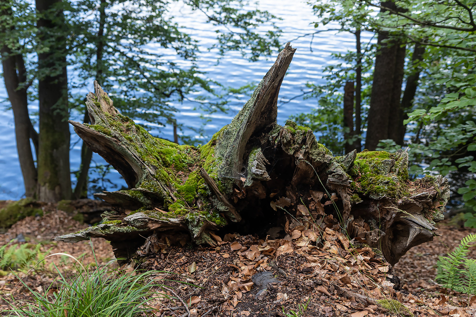 Dead Tree at lake Hammersee