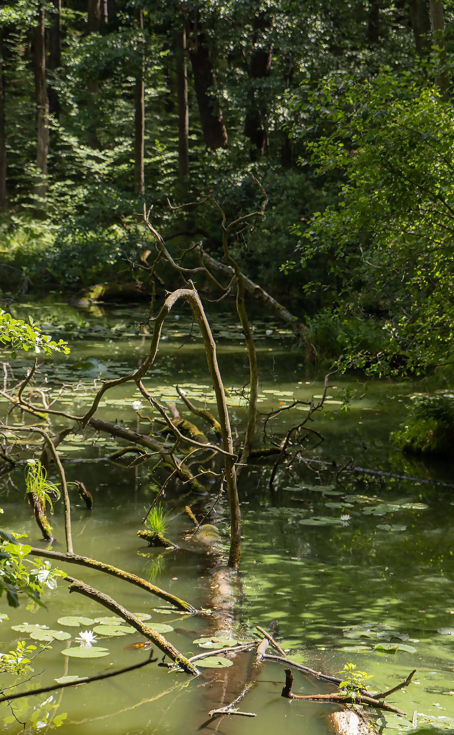 River Schlaube