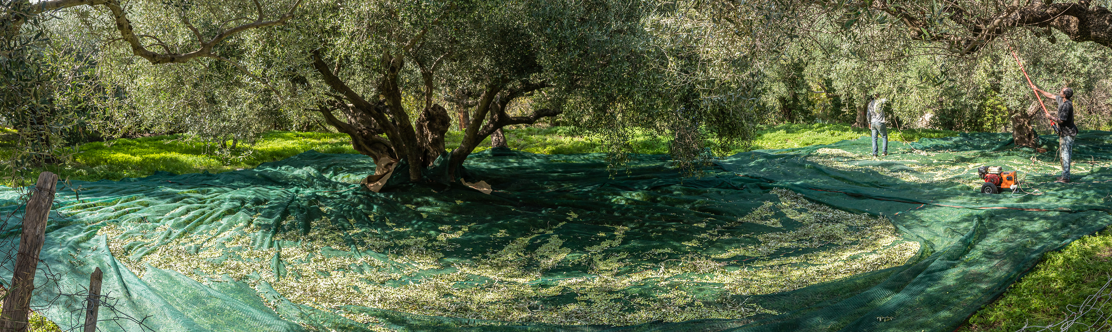 Harvesting olives