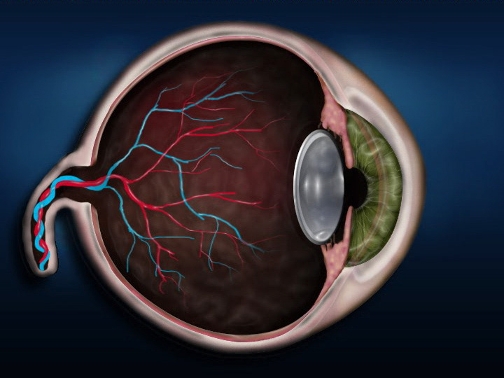 Illustration of human eye for National Geographic