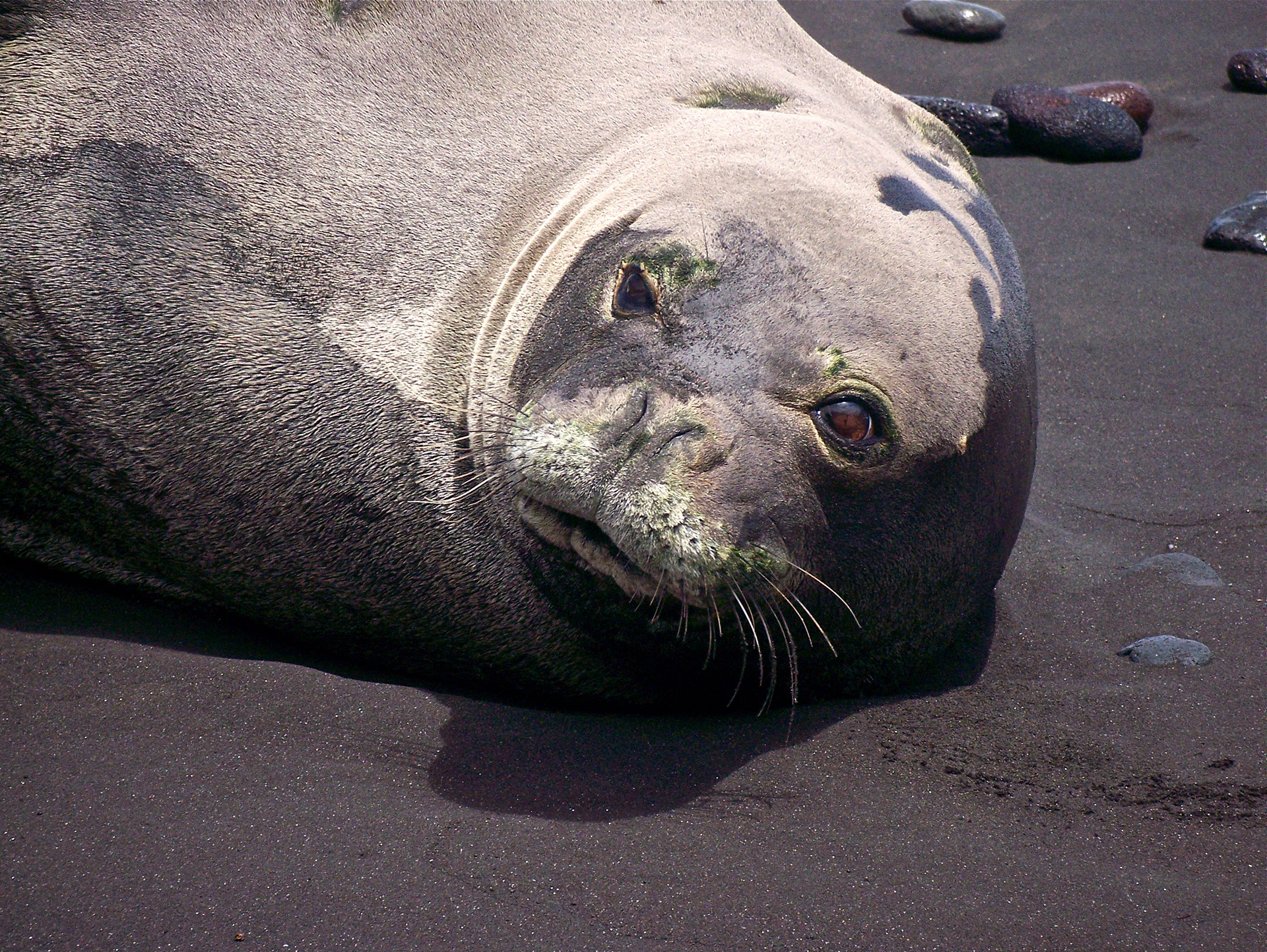 Lone Monk Seal, Polalu Beach