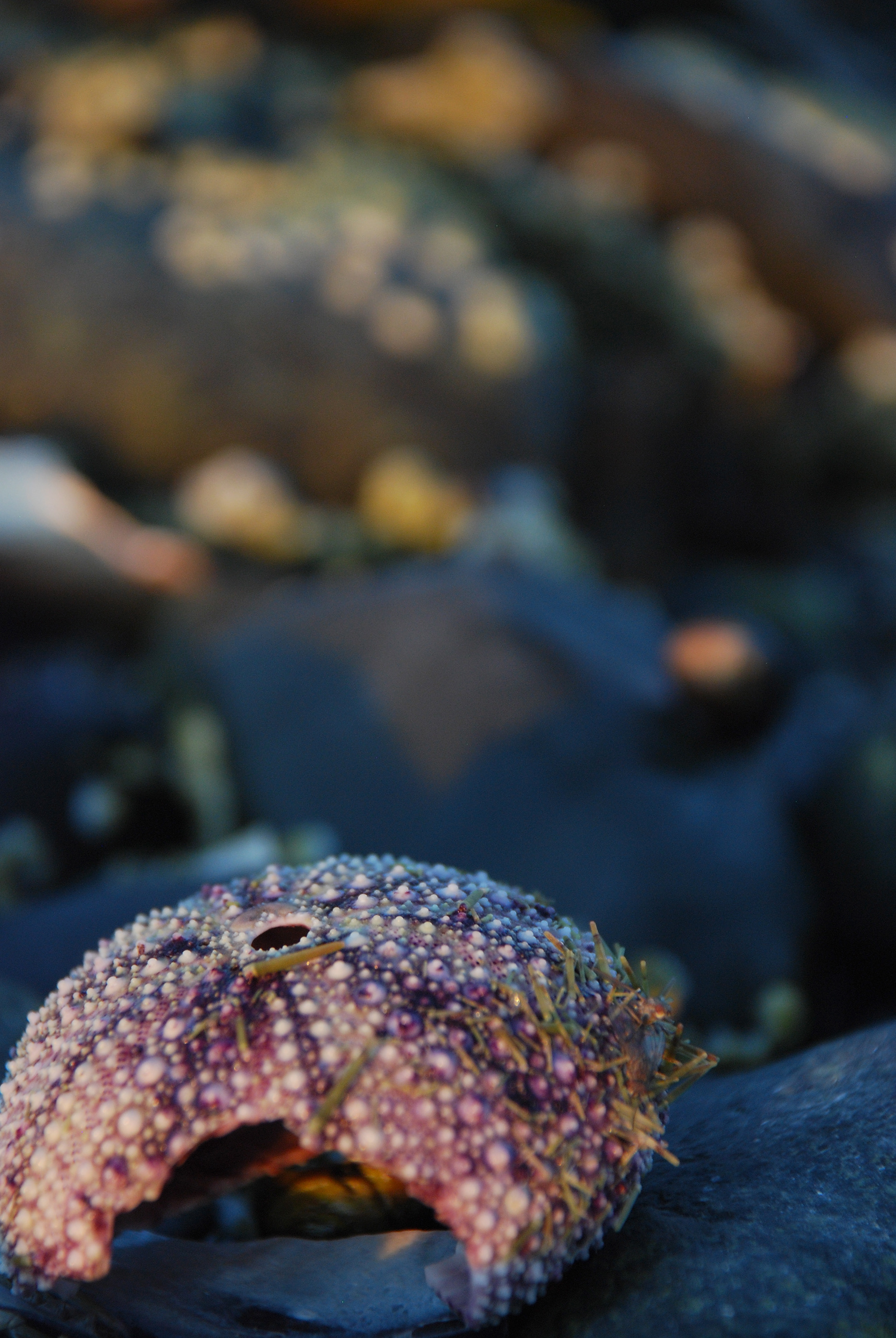 Purple Urchin
