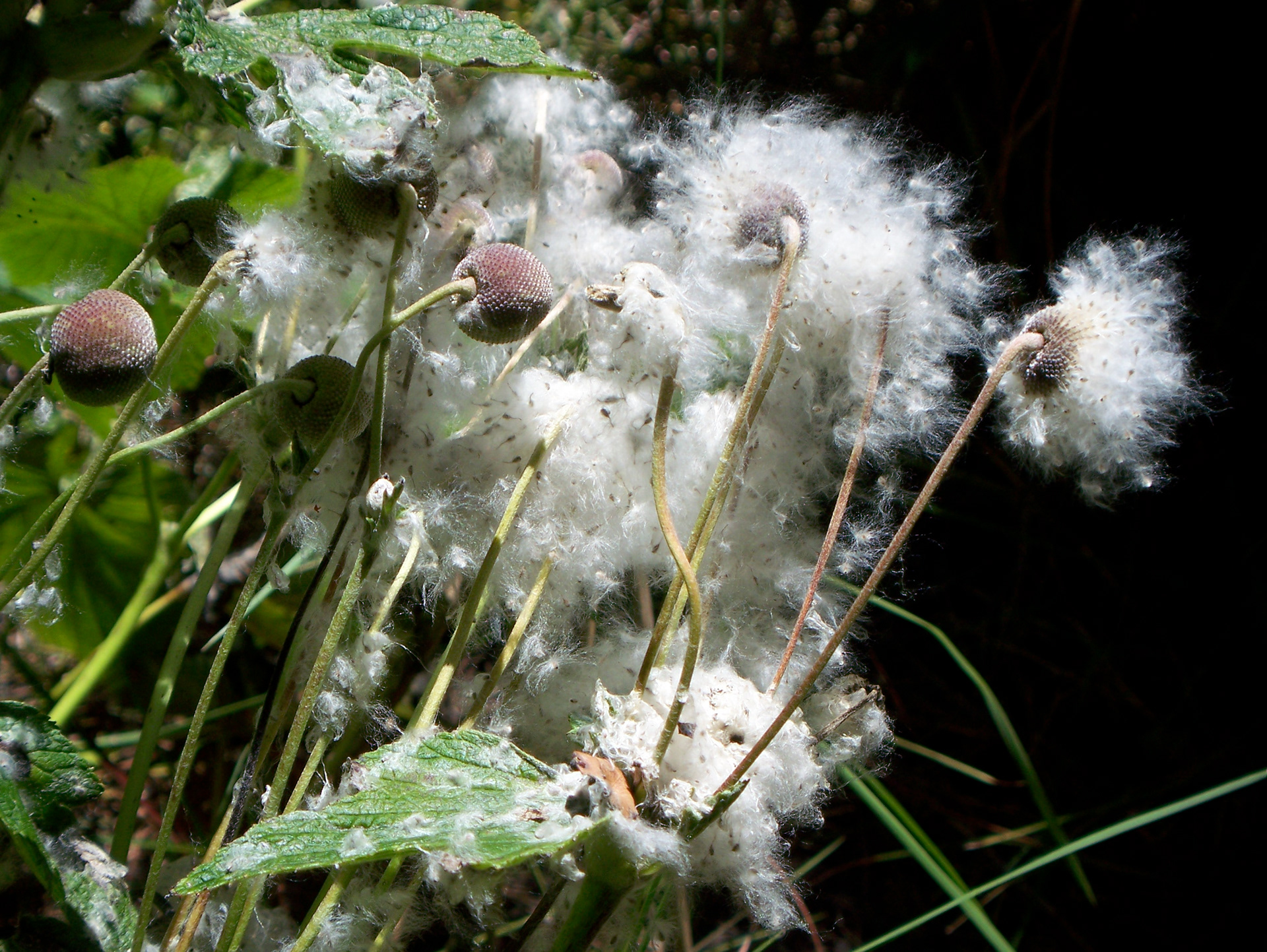 Volcanoes National Park