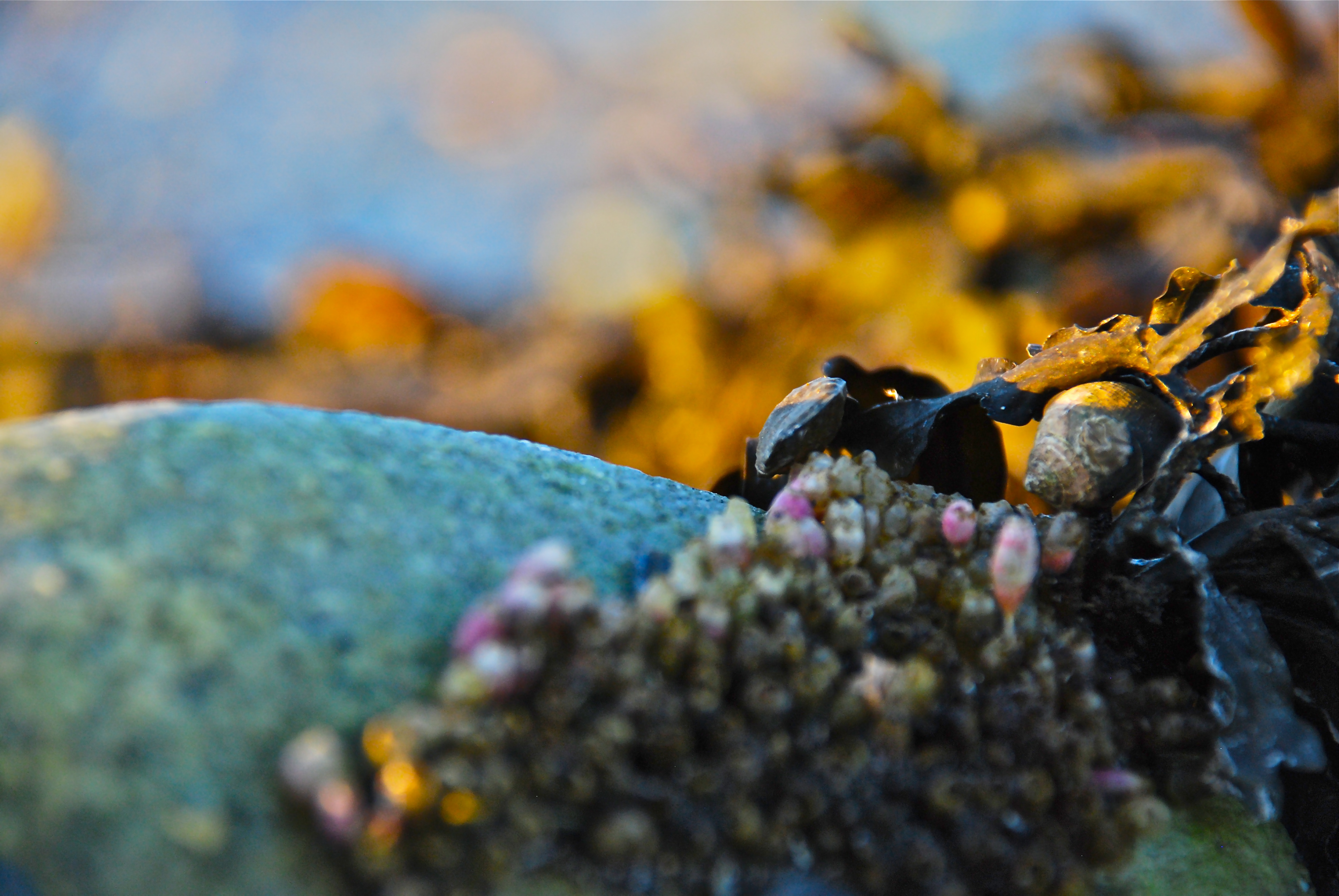Bar Harbor Sand Bar 2