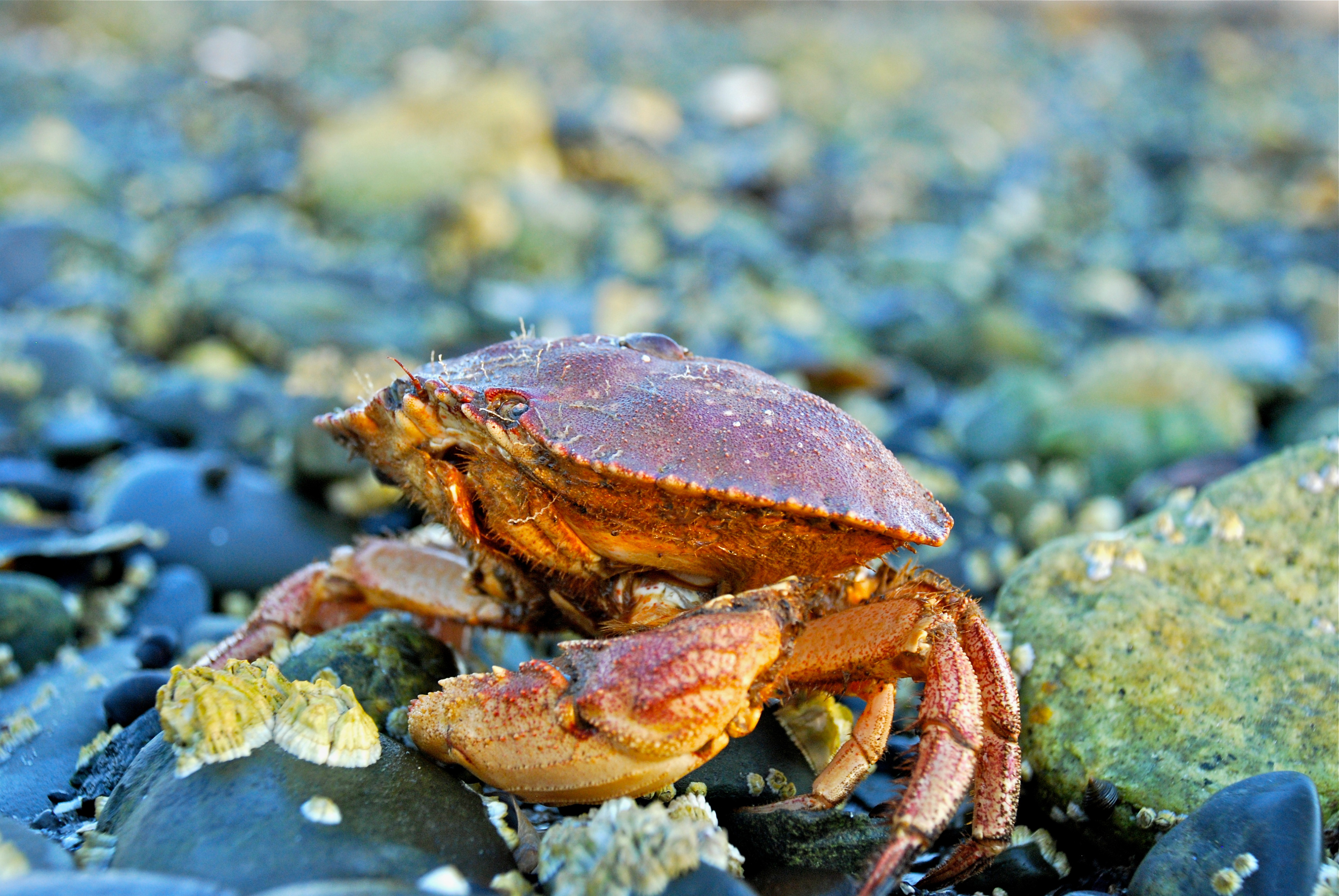 Red Crab, Maine