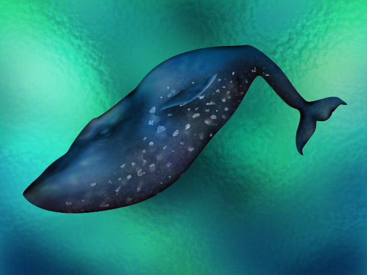 National Geographic Kids Illustration