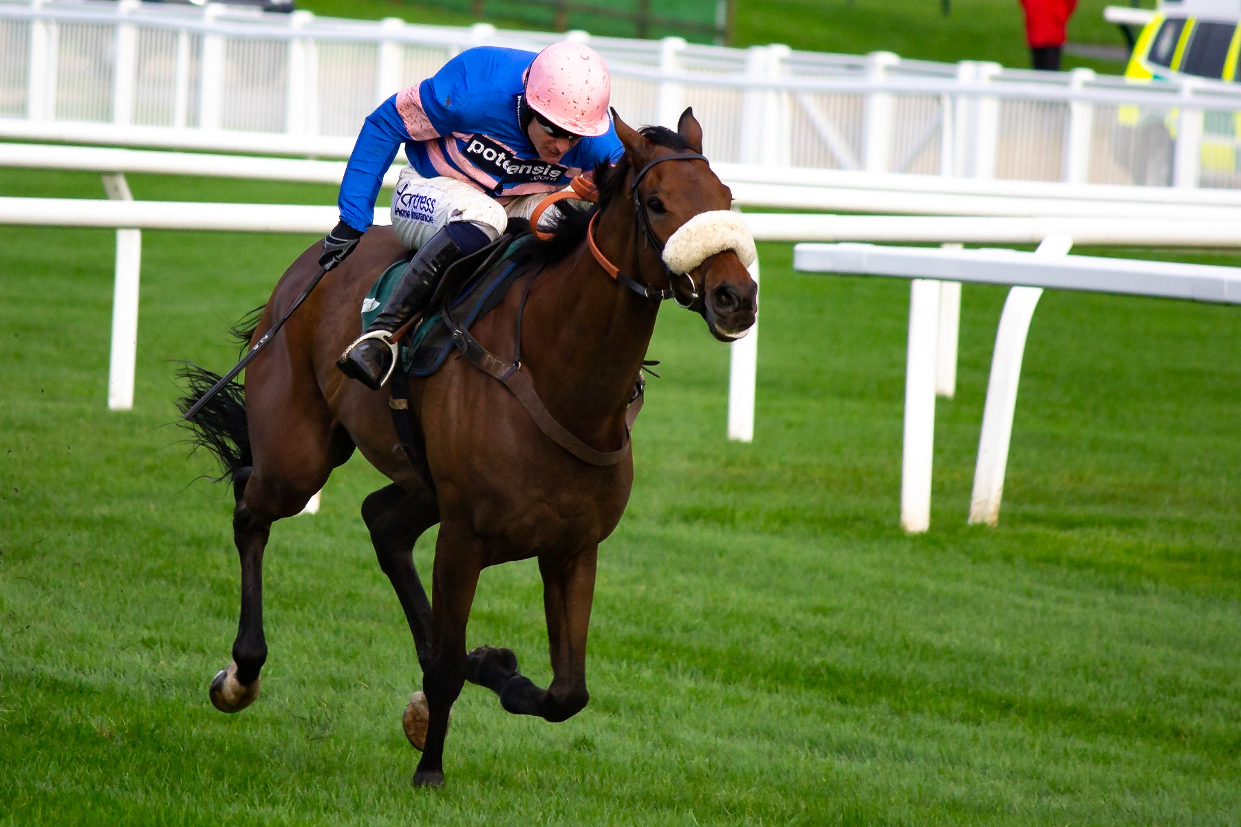 Horse and rider making every effort to come second at Chelteham Races