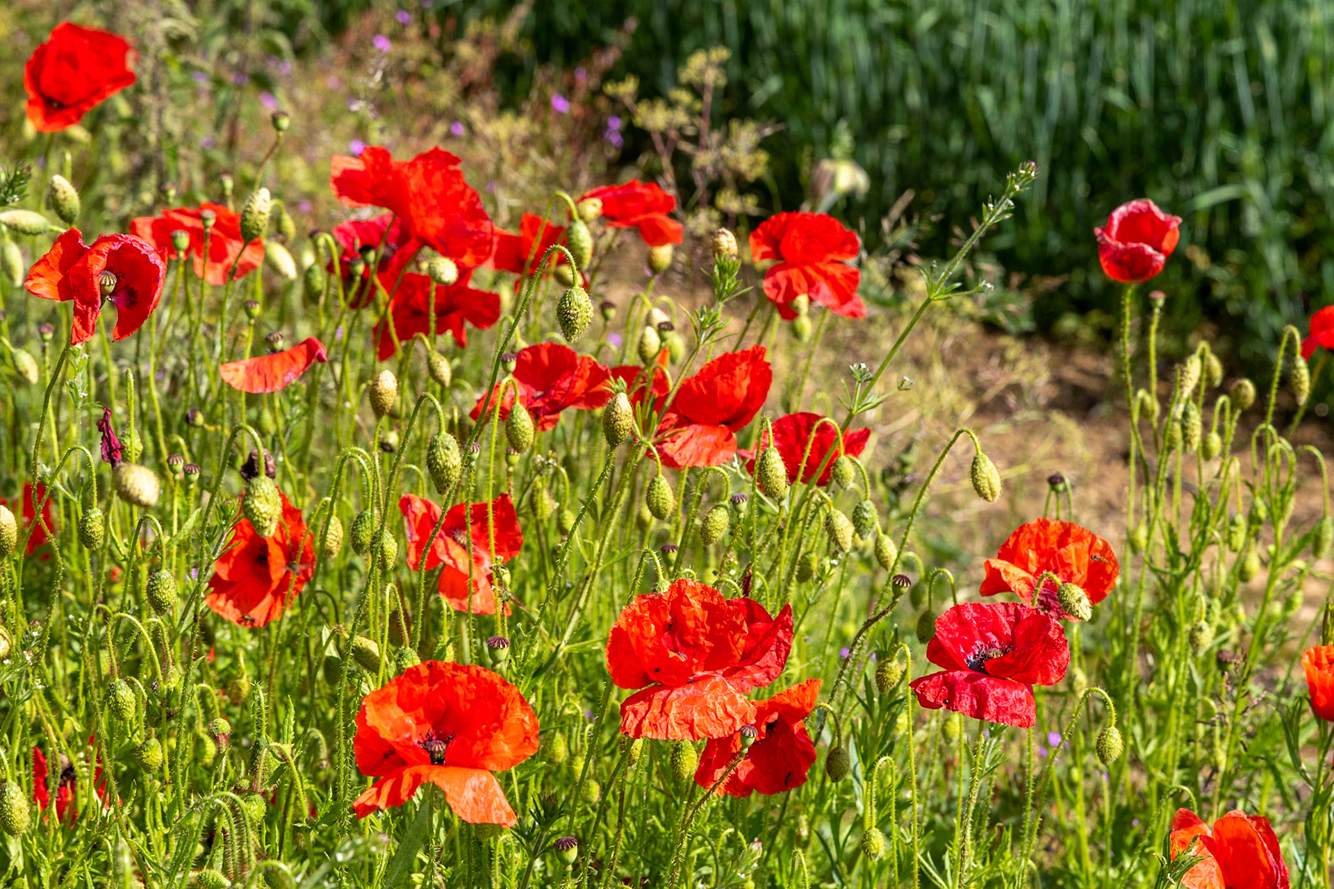 CJHC Festival @ Dean Close November 2017