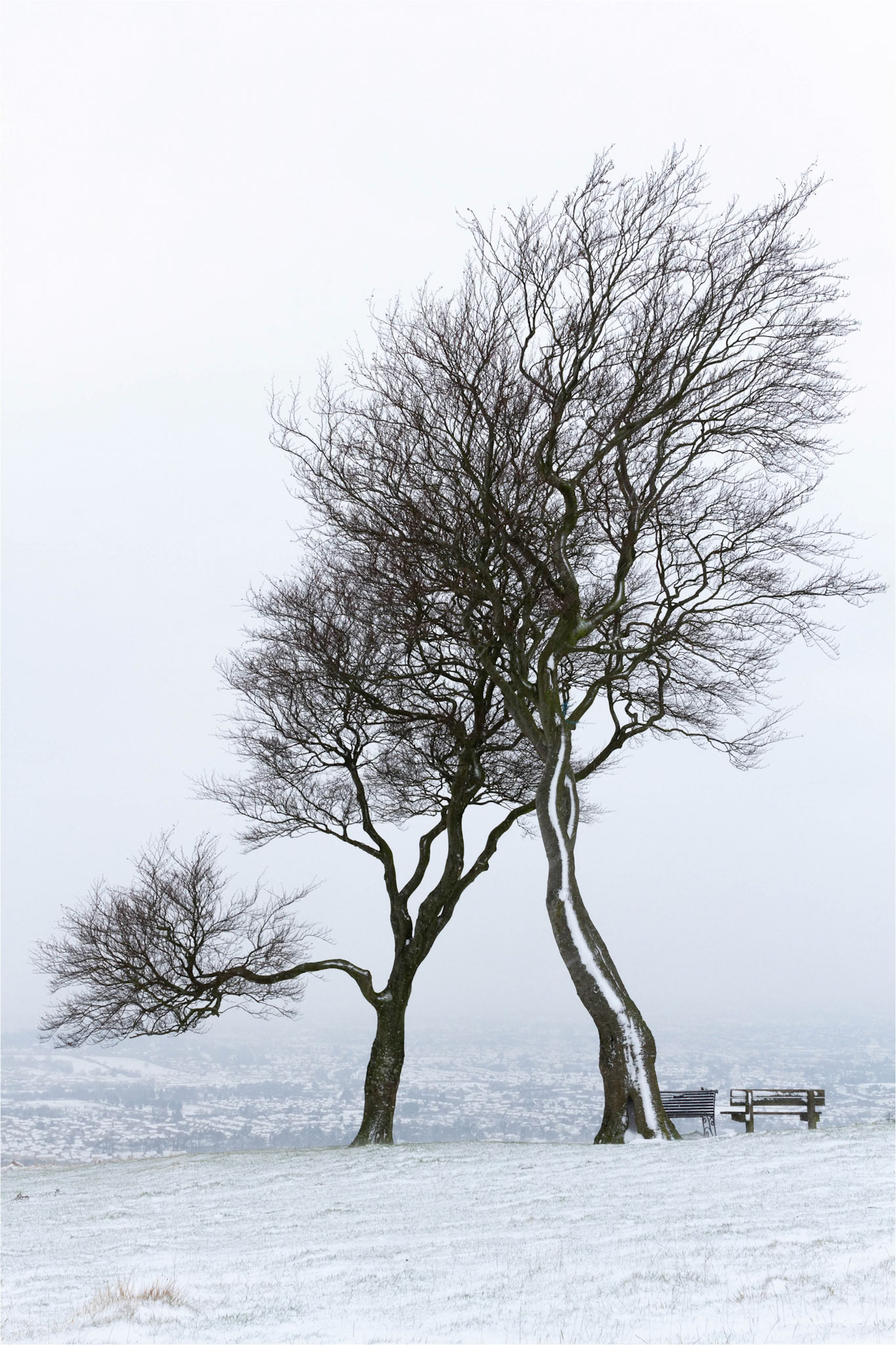 Two sisters trees at the top of Cleeve Common Cheltenham in snow
