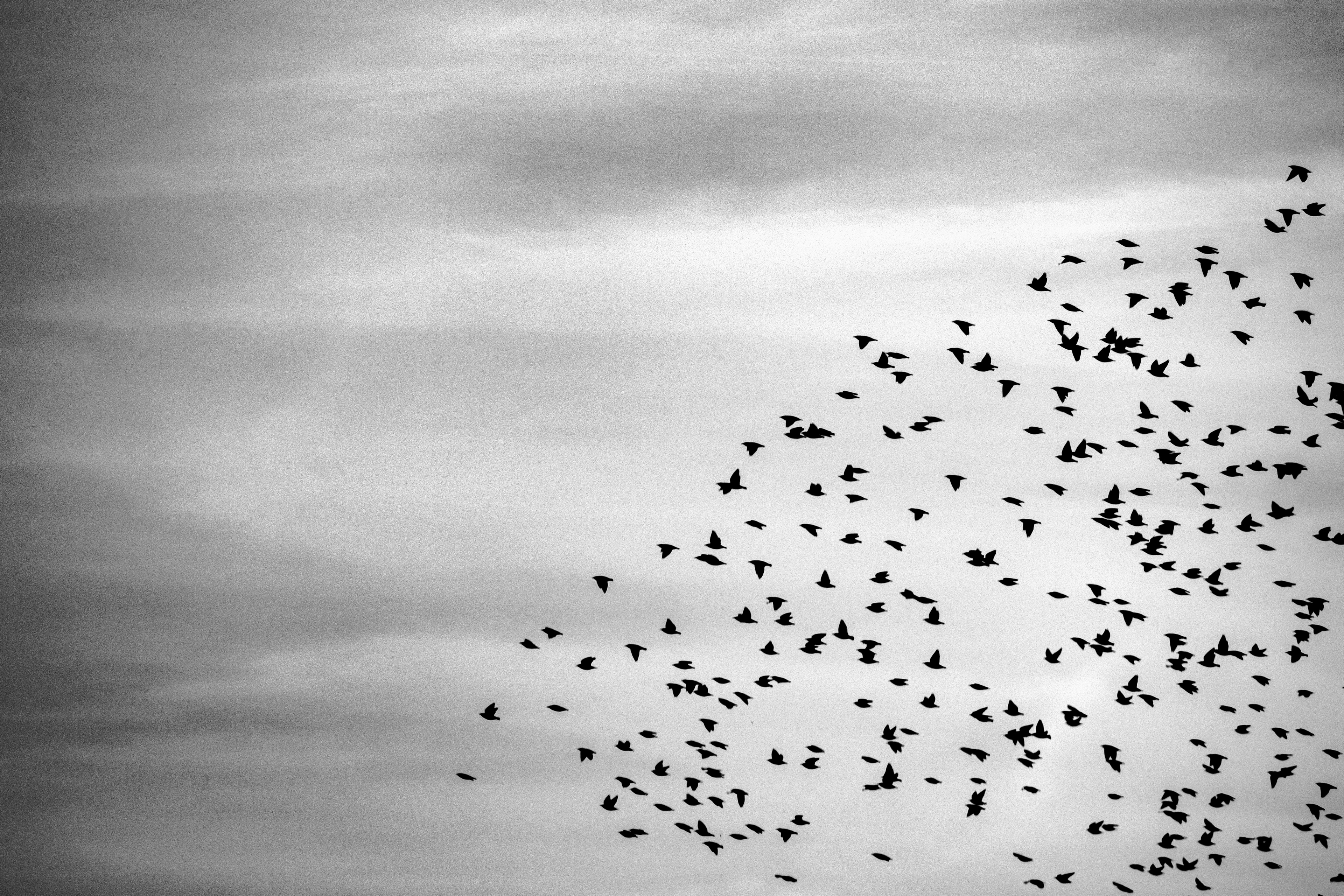 The Flock – Provo, Utah County, Utah