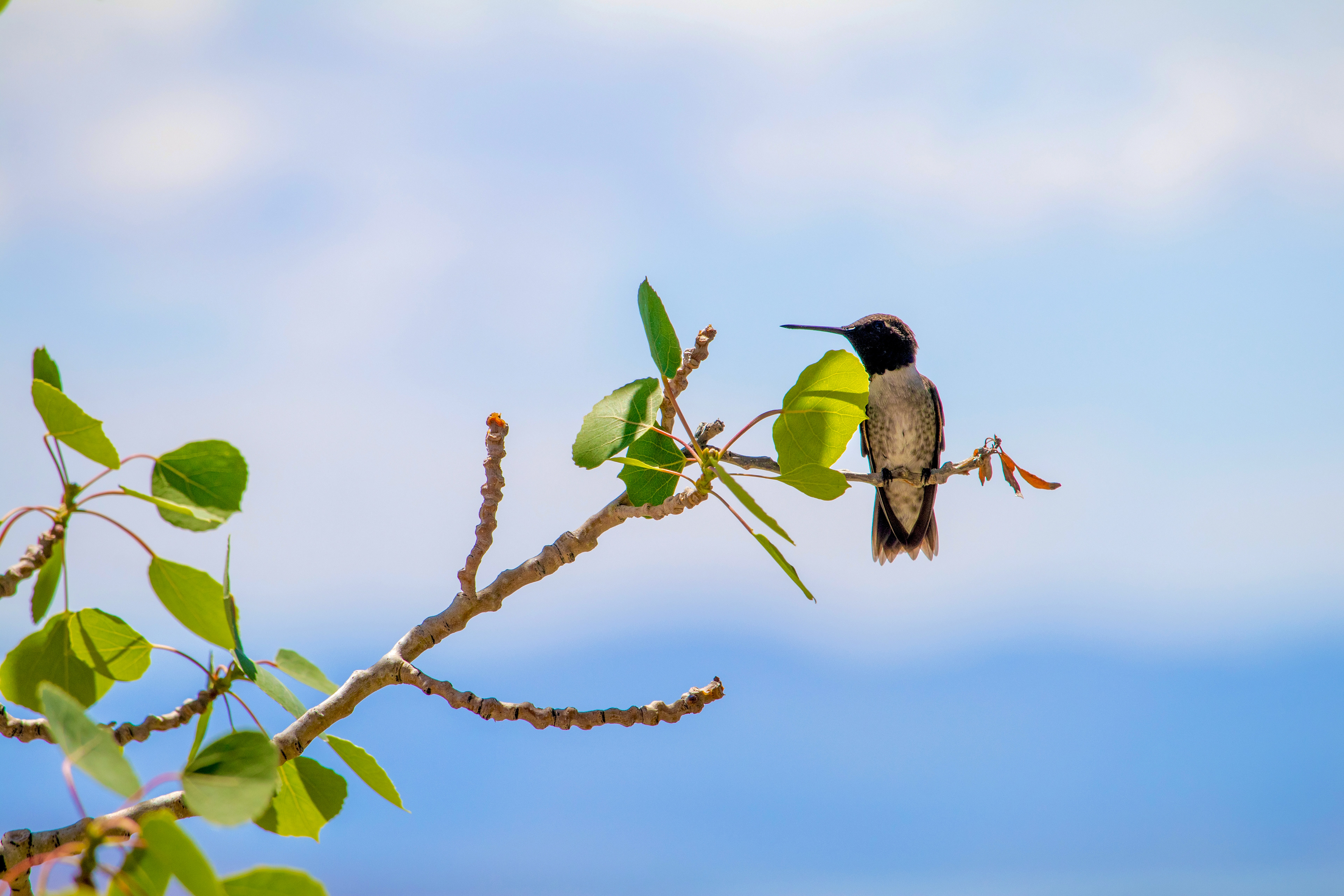 Black-Chinned Hummingbird – Provo, Utah County, Utah