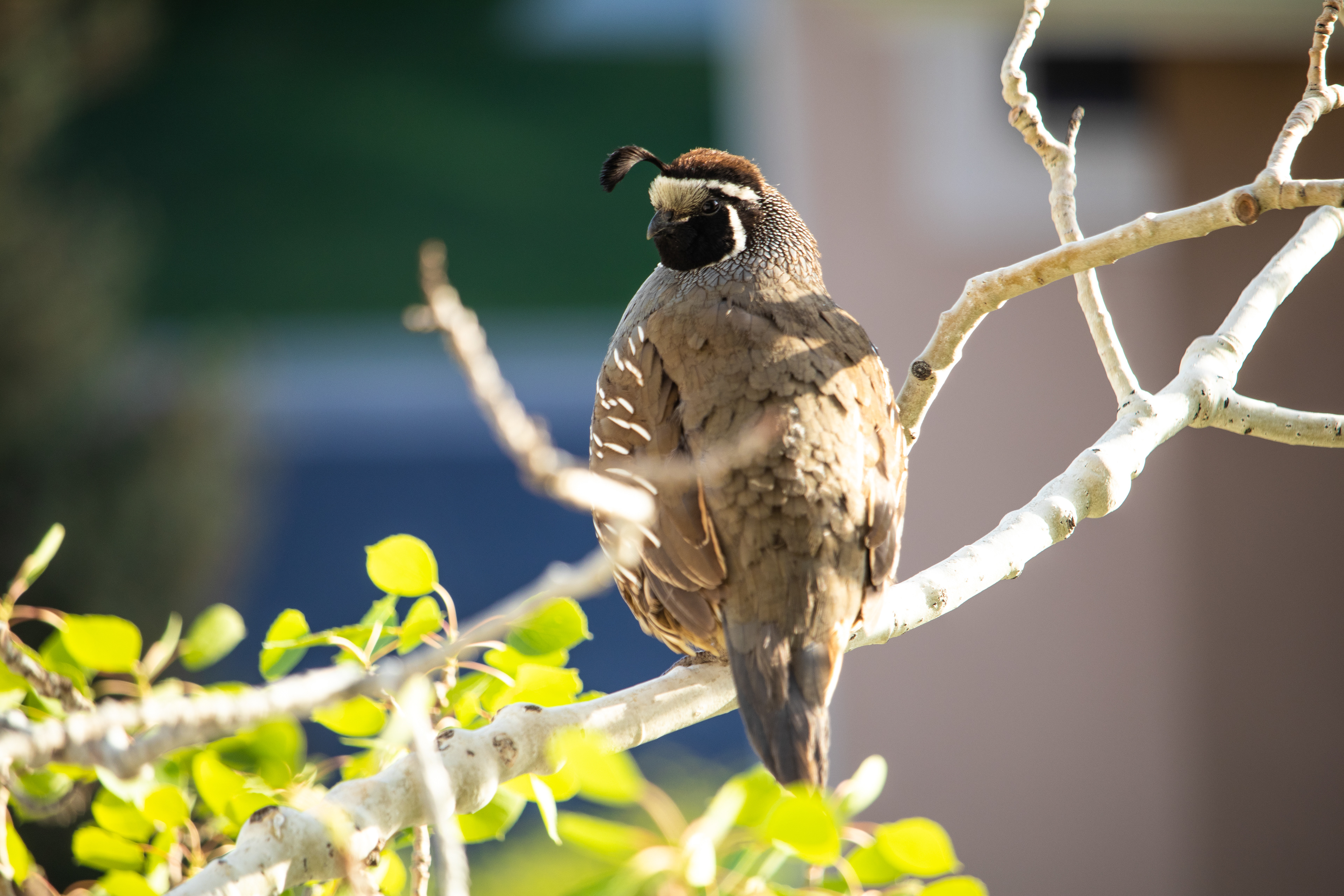 California Quail – Provo, Utah County, Utah