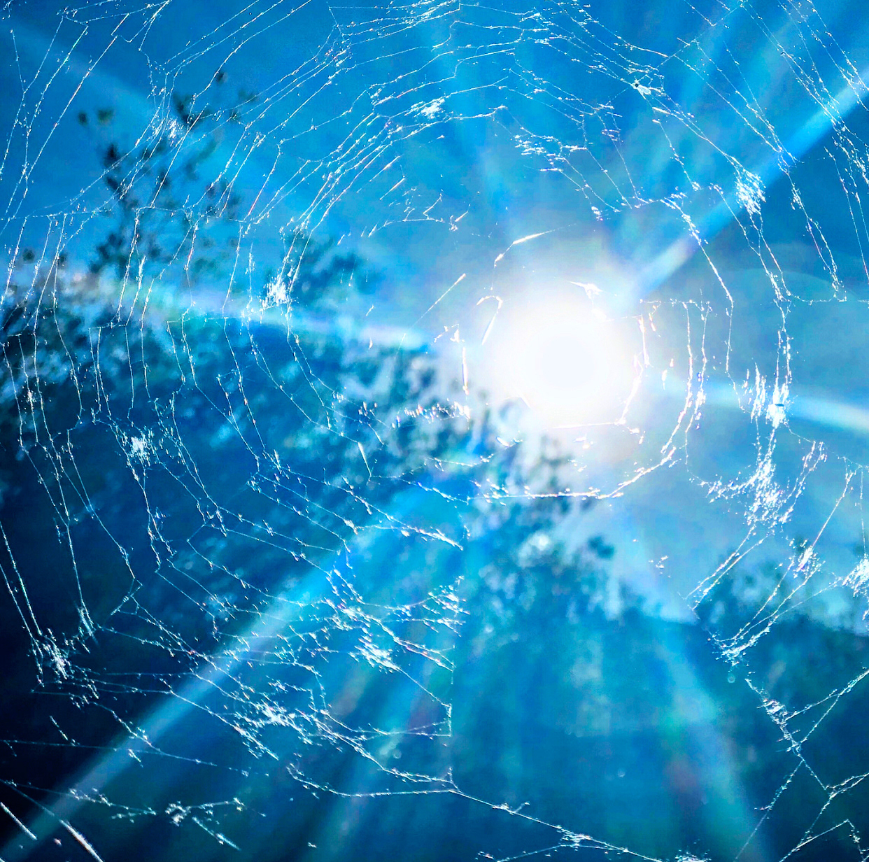 Orb-Weaver Web – Provo Canyon, Utah County, Utah
