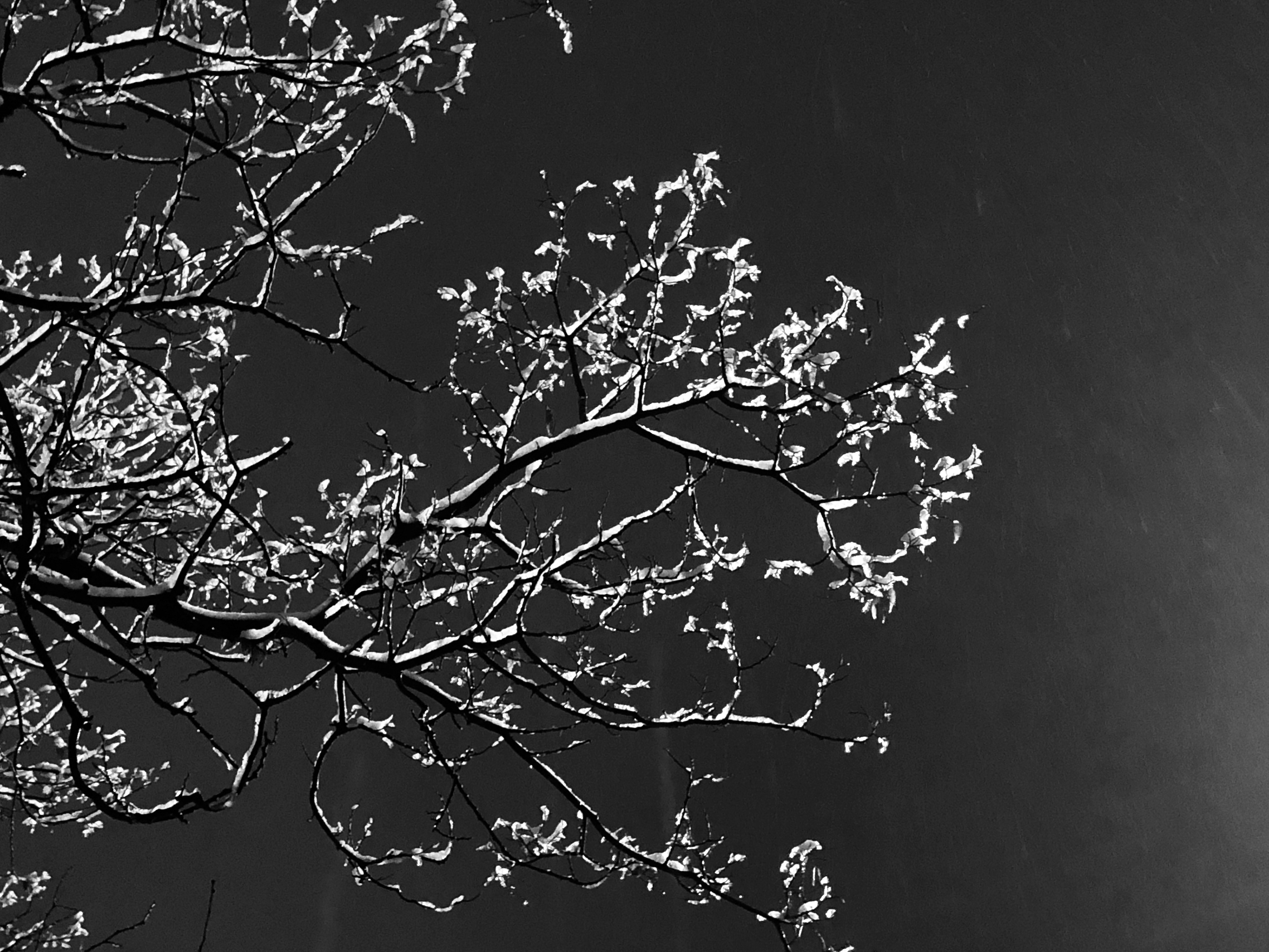 Frosted Tree – Provo, Utah County, Utah