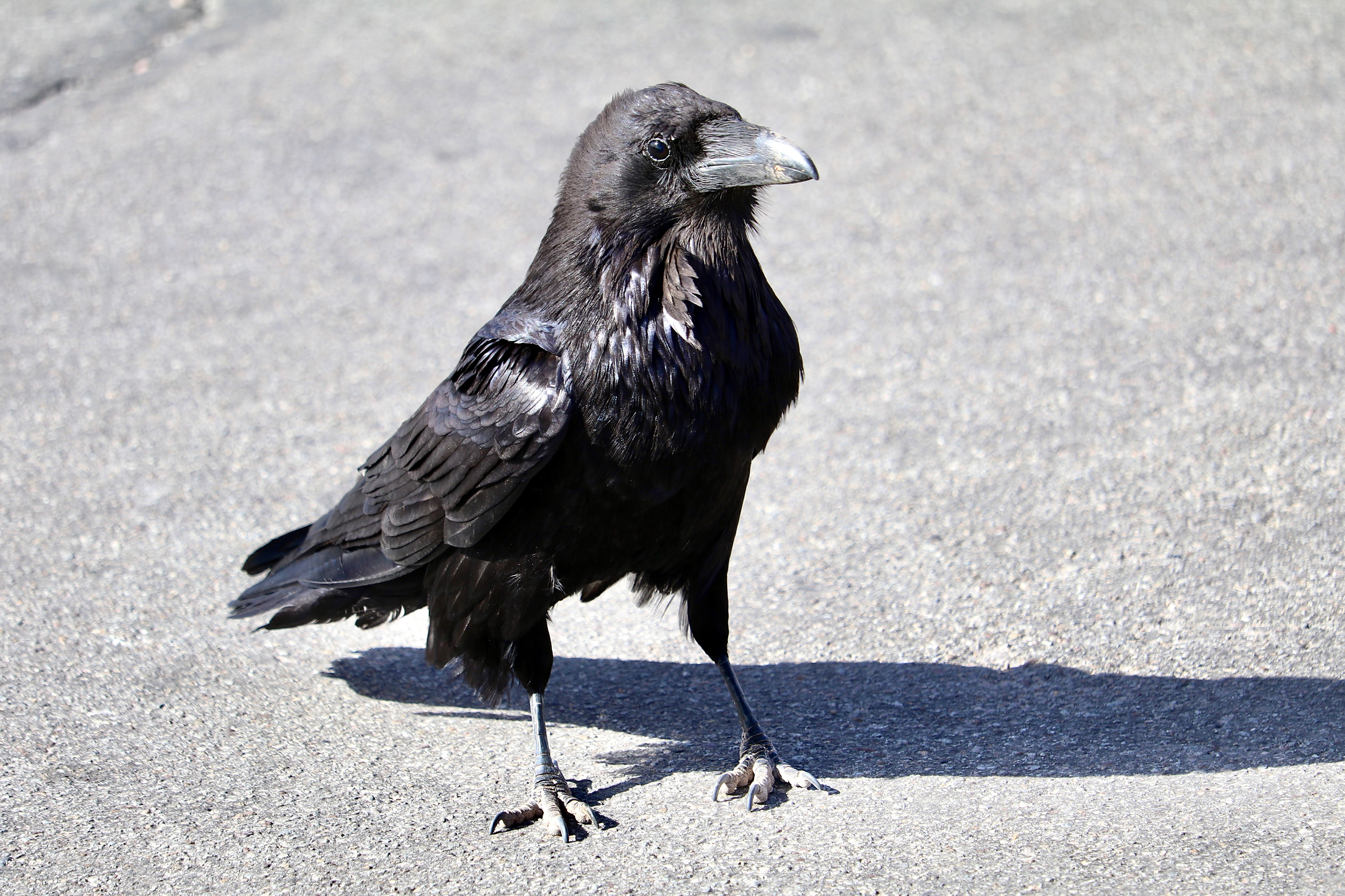 Common Raven at Mesa Arch Trailhead in Canyonlands National Park – Moab, Grand County, Utah