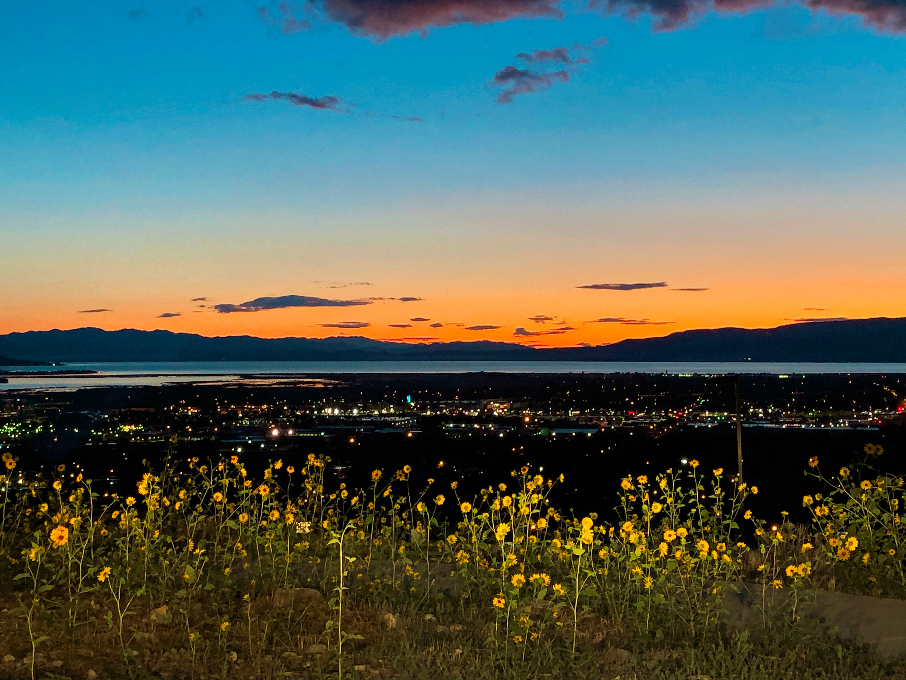 Sunset Sunflowers – Provo, Utah County, Utah