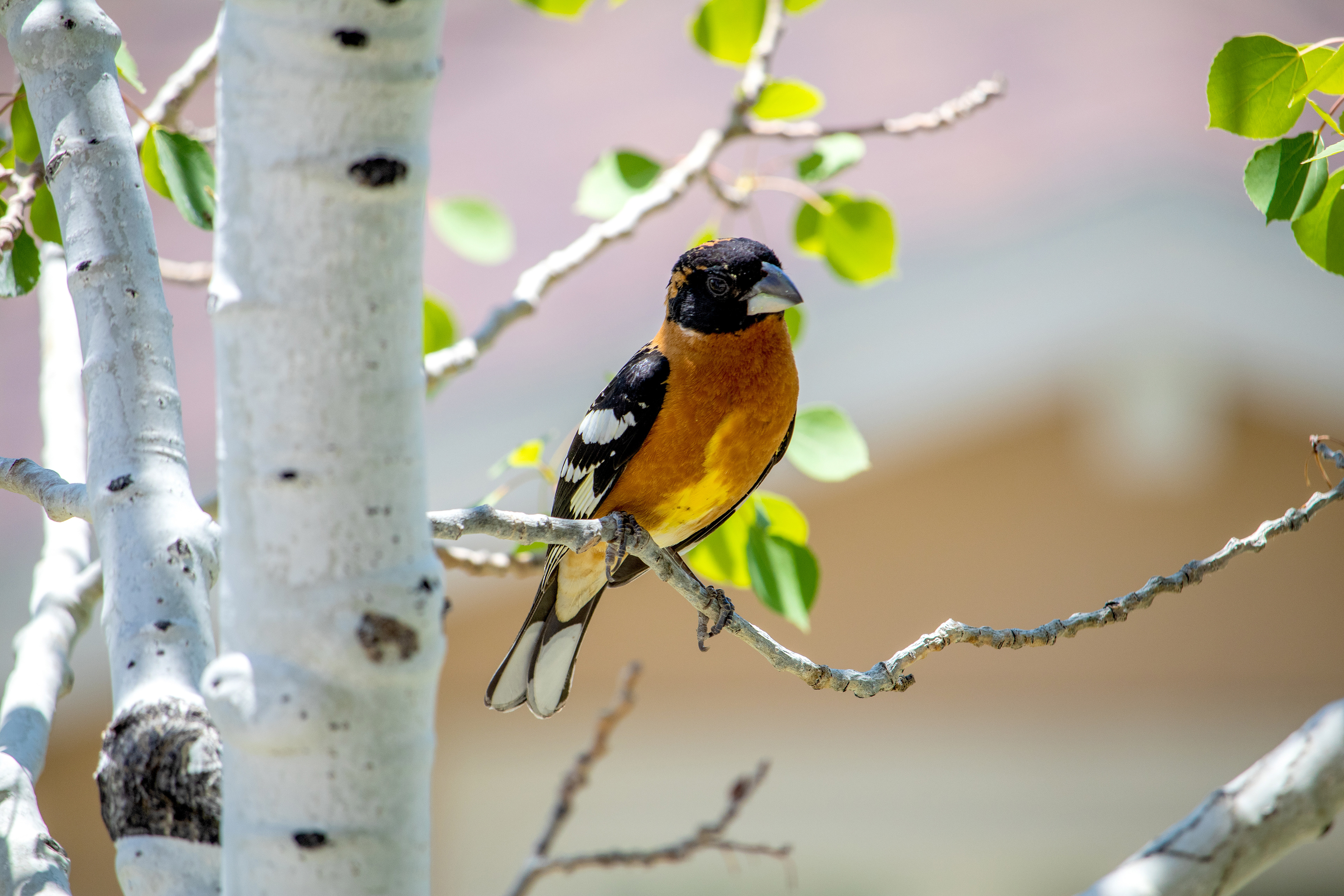 Black-Headed Grosbeak – Provo, Utah County, Provo