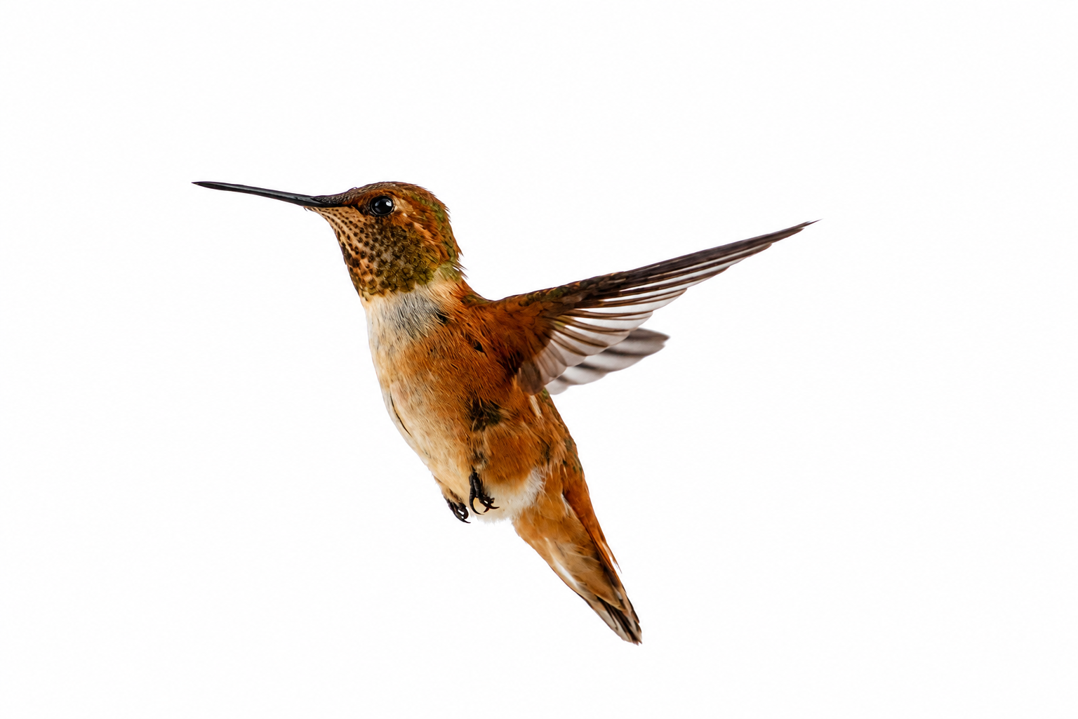 Rufous Hummingbird Mid-Flight – Provo, Utah County, Utah