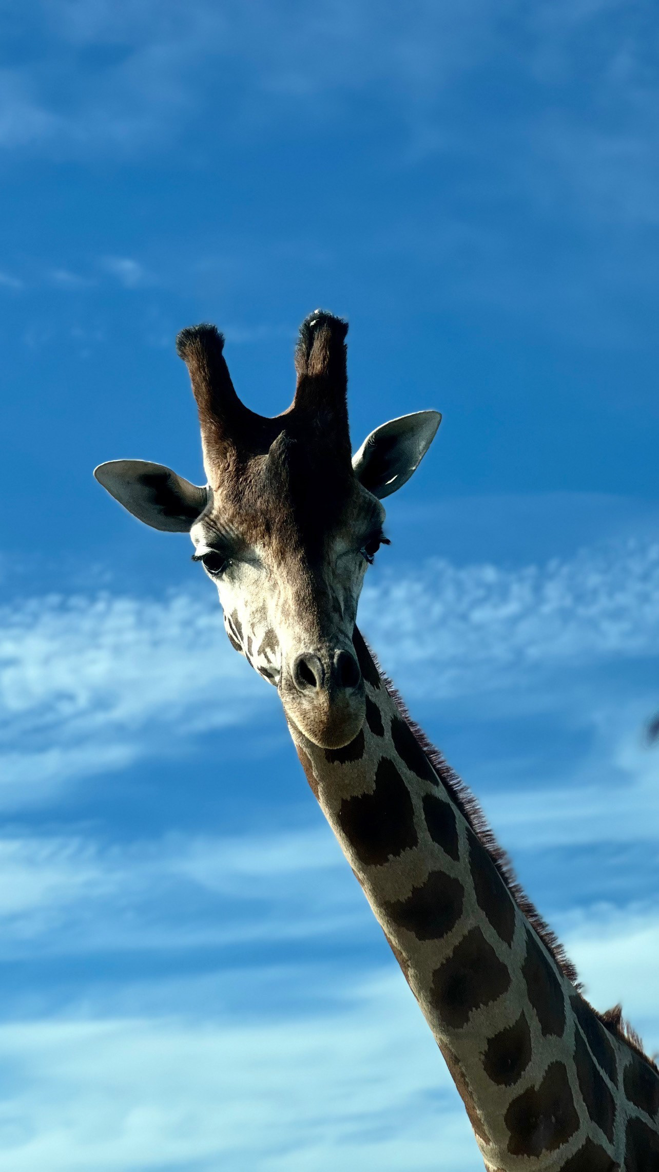 African Safari Wildlife Park- Port Clinton, OH