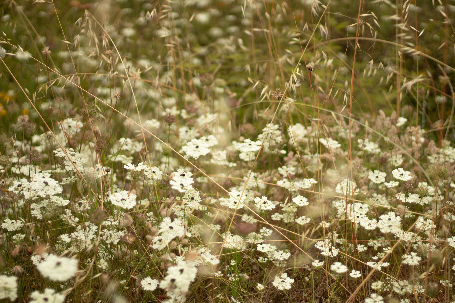 PRIMAVERA